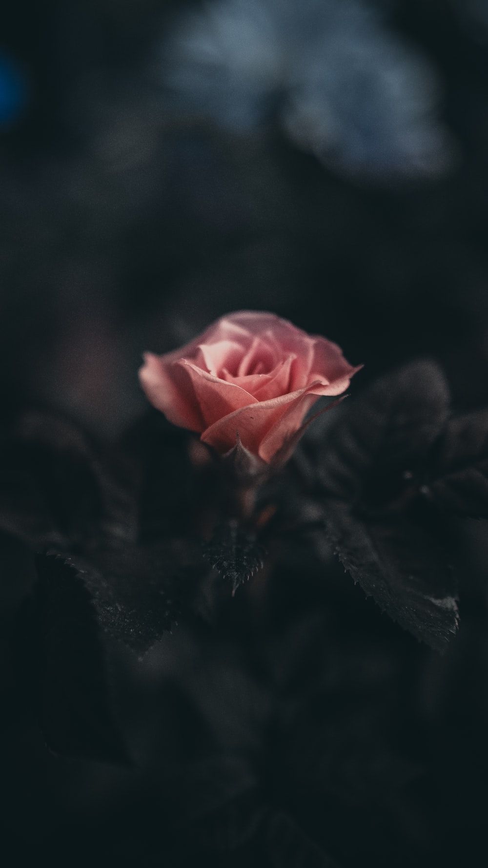 Rose In Dark Picture. Download Free Image