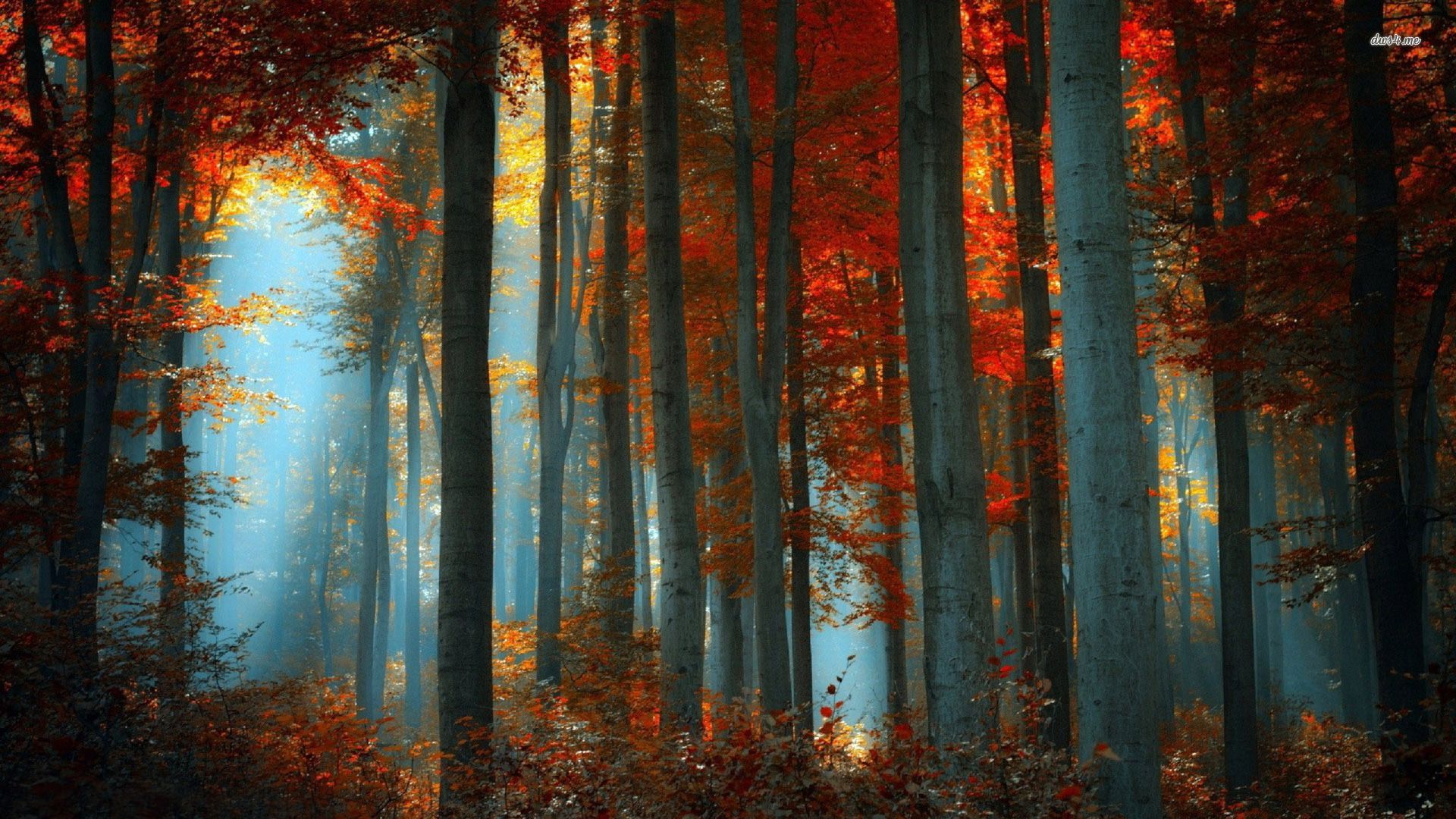 Autumn Forest Aesthetic Desktop Wallpapers Wallpaper Cave Autumn Forest Aesthetic Desktop Wallpapers Wallpaper Cave