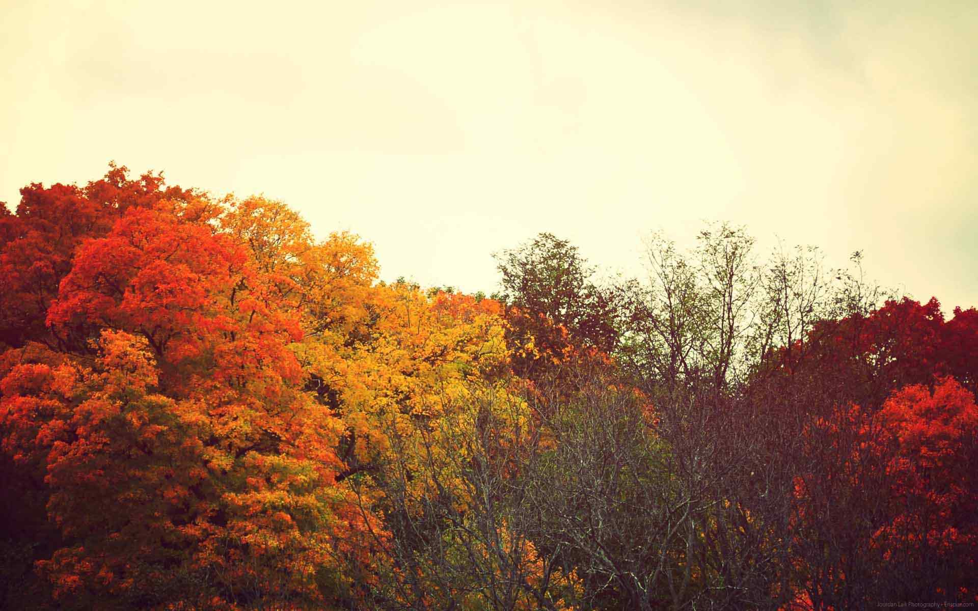 Fall Aesthetic, iPhone, Desktop HD Background