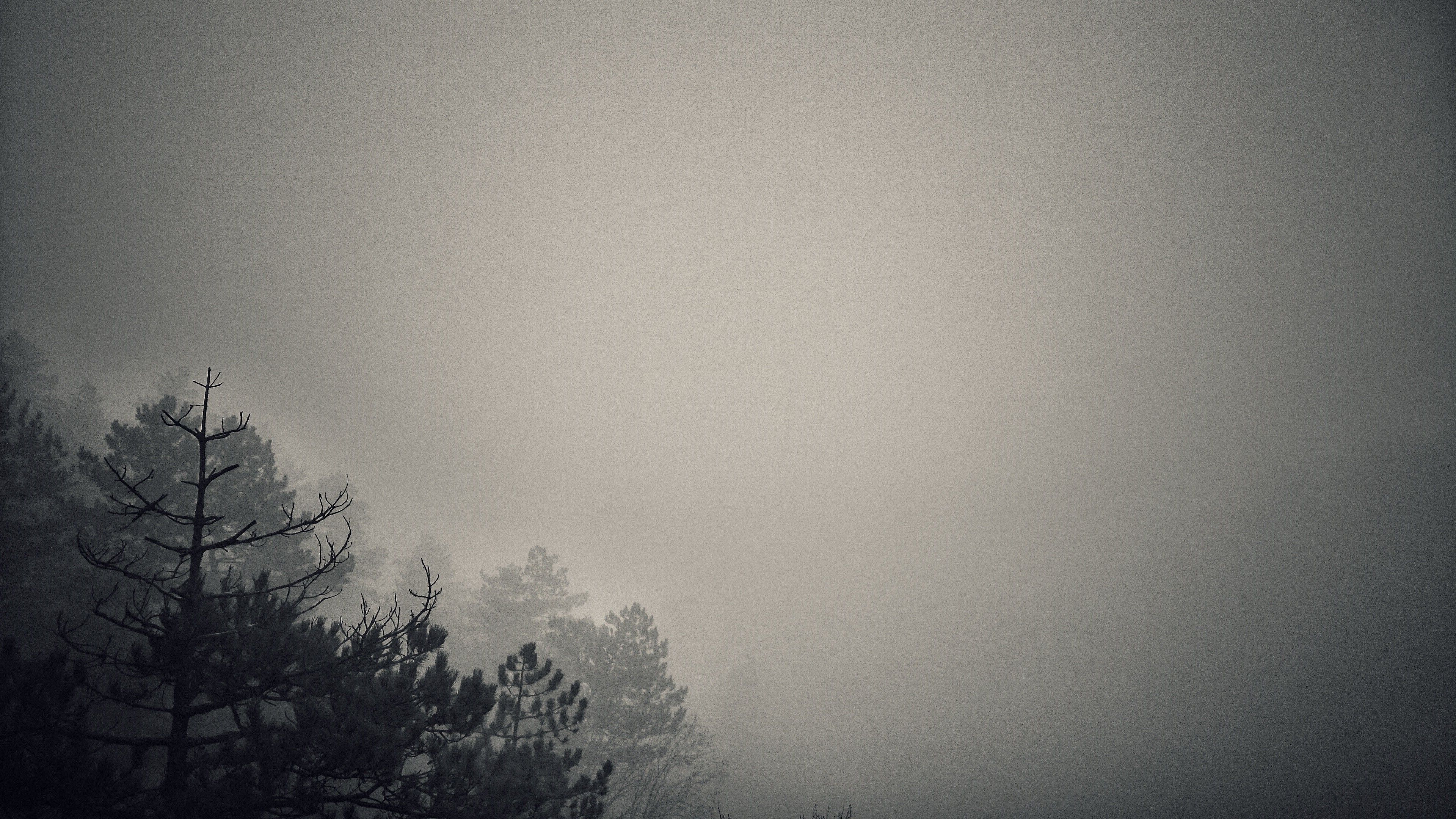 mist, Forest, Dark, Monochrome, Minimalism, Nature Wallpaper HD