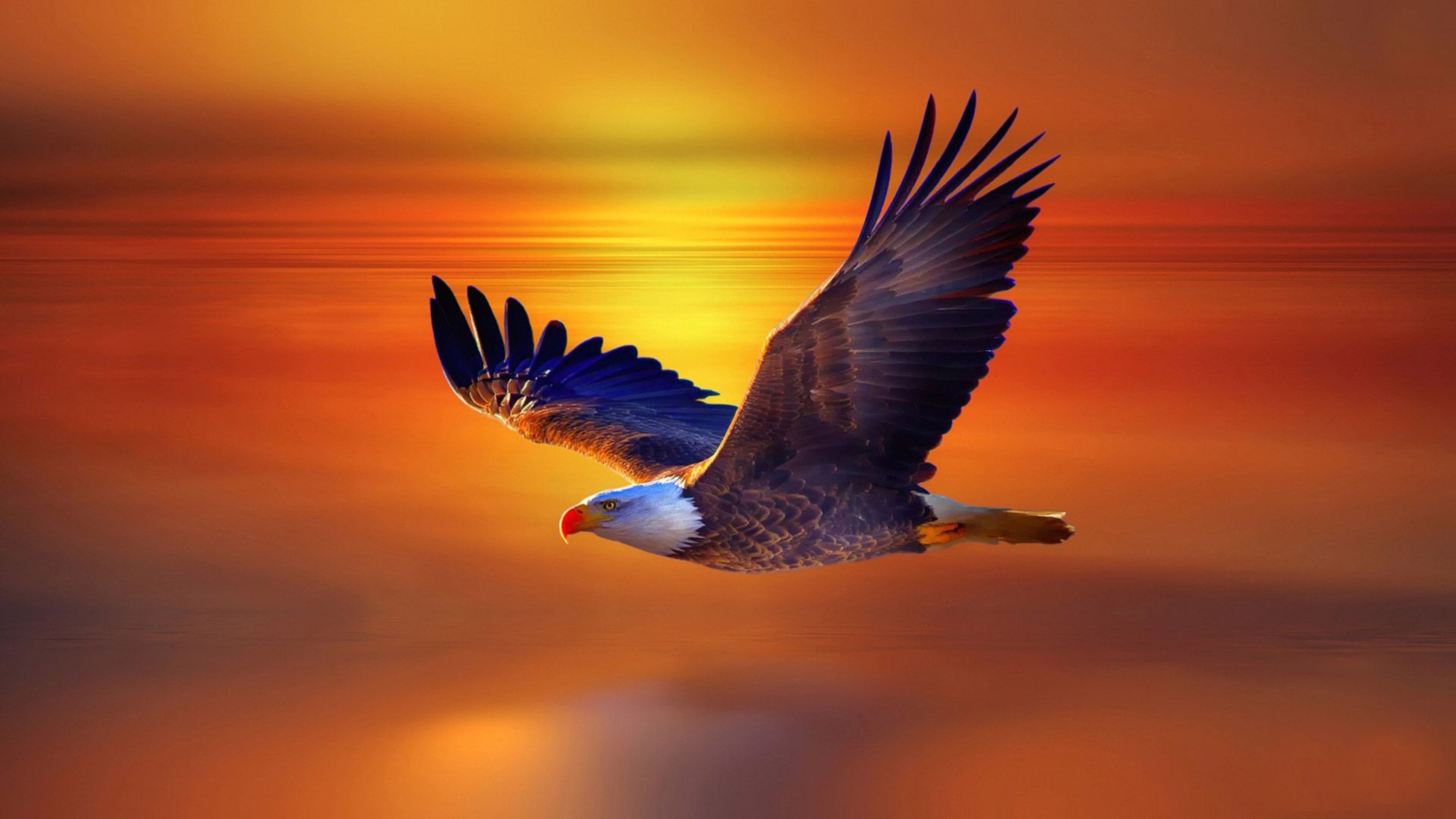 High Resolution Flying Eagle 4K 8K HD