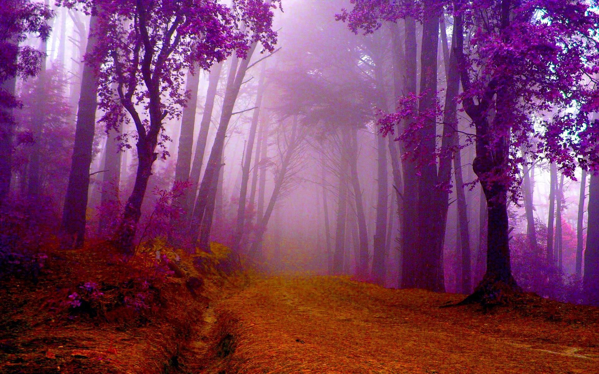 HD Autumn In Purple Wallpaper. Purple wallpaper hd, Summer landscape, Purple wallpaper