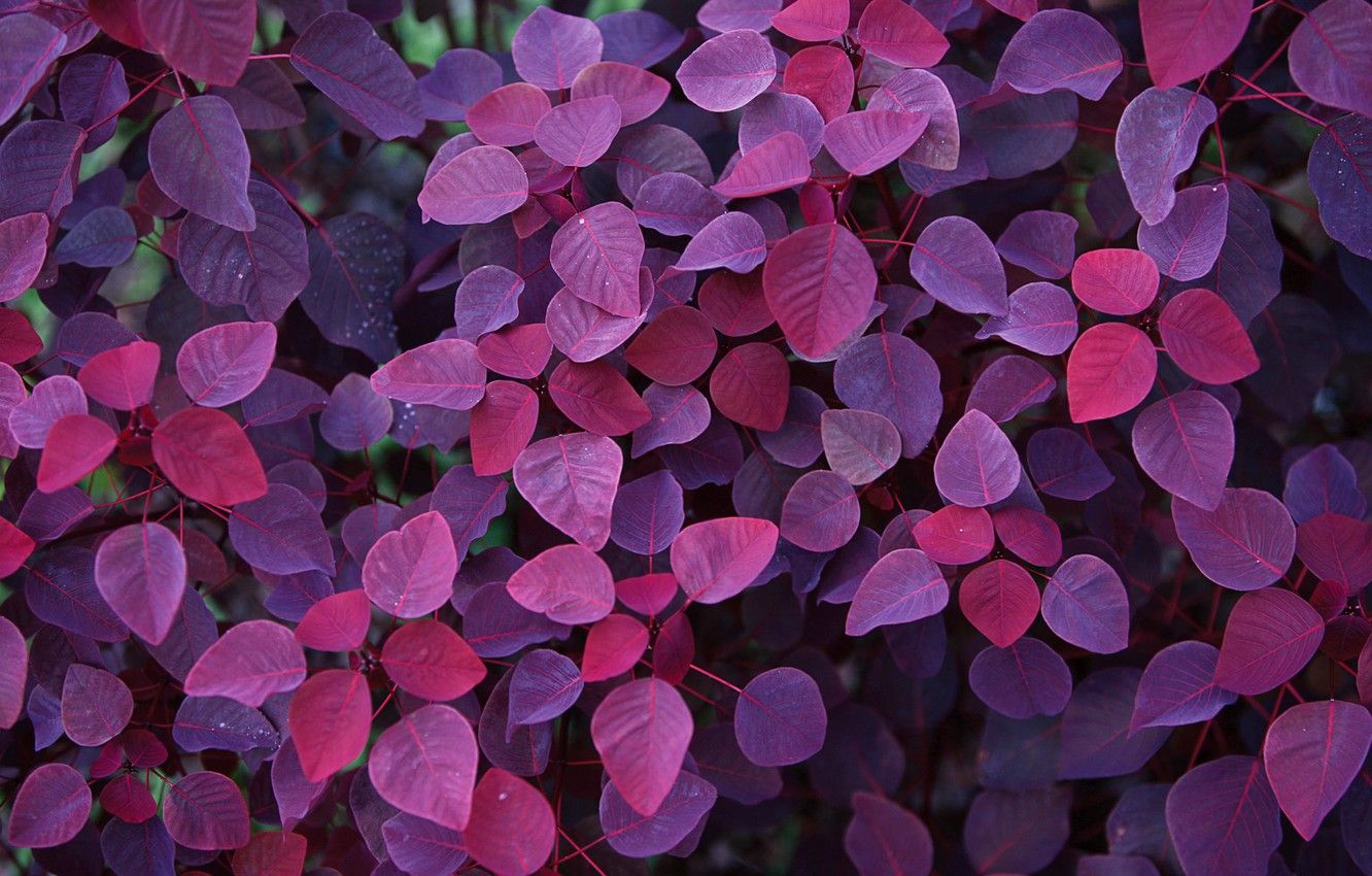 Wallpaper autumn, purple, leaves image for desktop, section природа