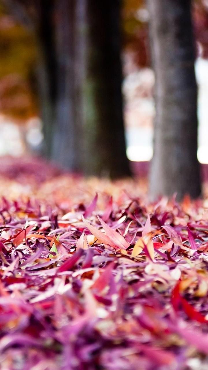 Purple Leaves Fall Down. Nature iphone wallpaper, iPhone wallpaper fall, Cellphone background
