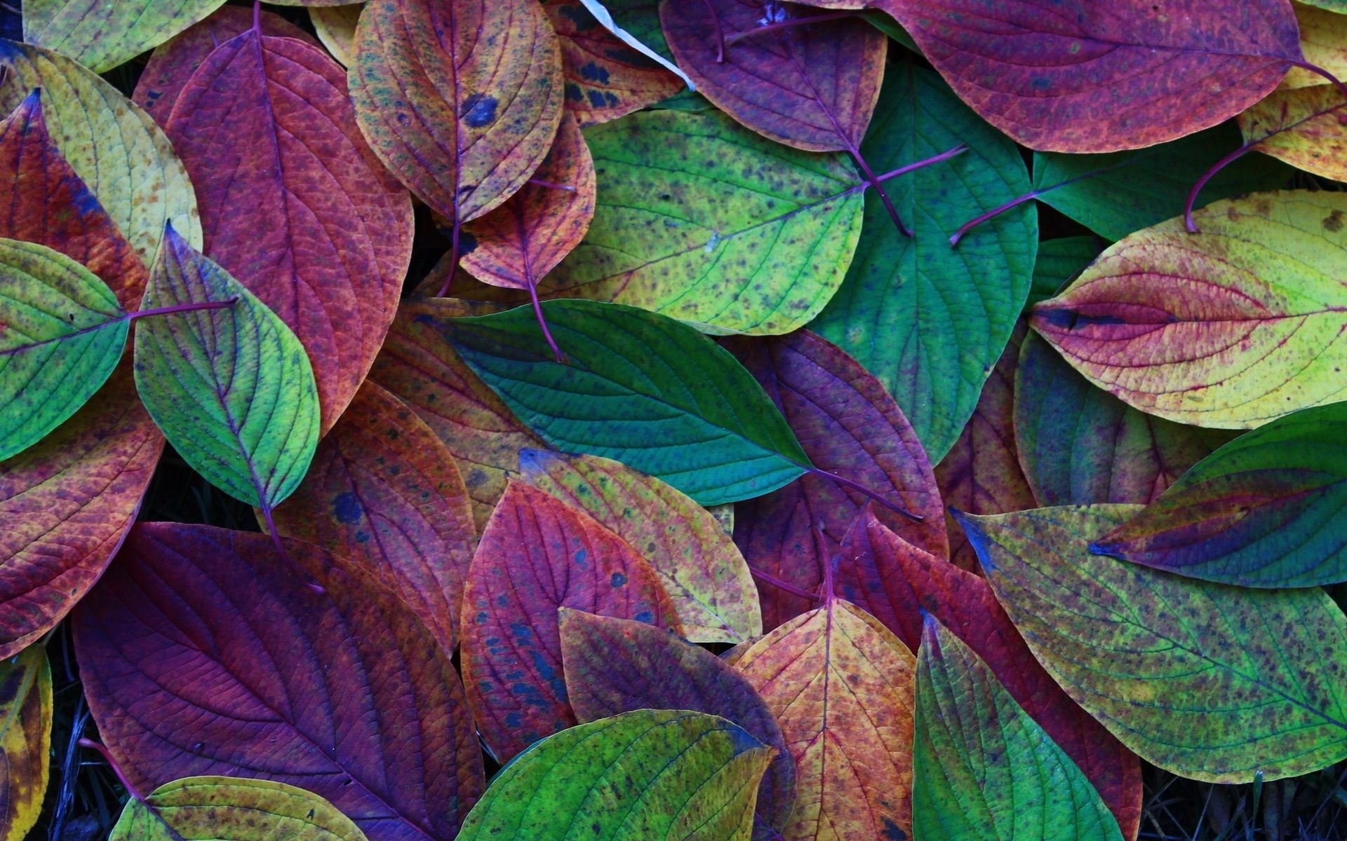Wallpaper Autumn, leaves, green, purple, red 1920x1200 HD Picture, Image