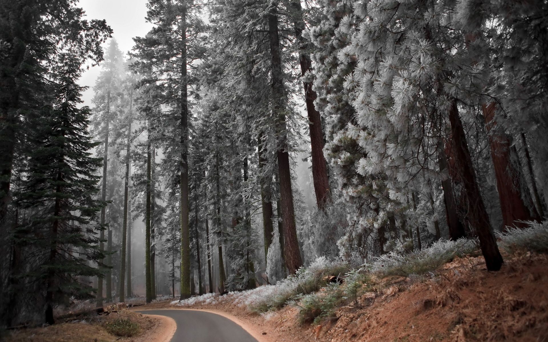 Nature landscapes trees forest autumn fall seasons frost cold roads path trail wallpaperx1200