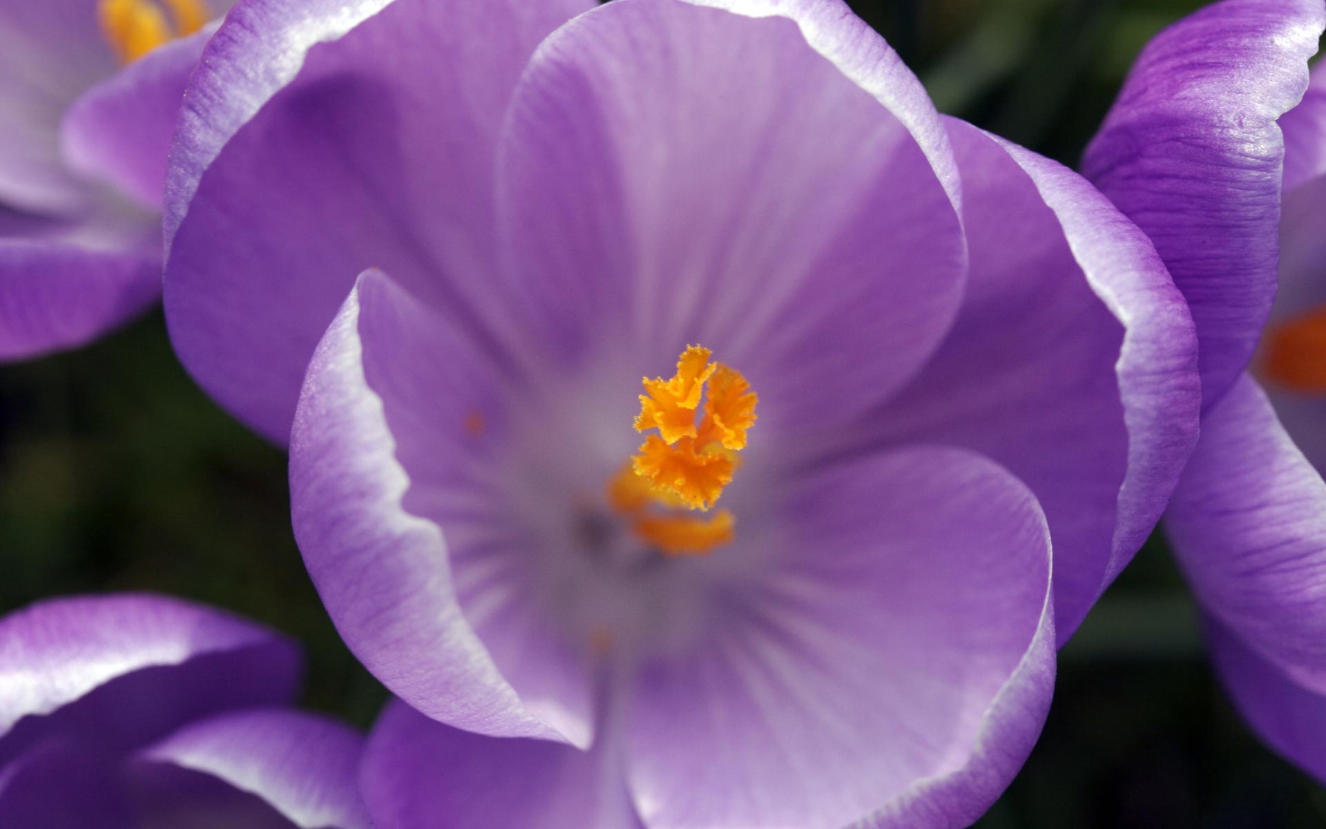 Autumn Purple Crocus