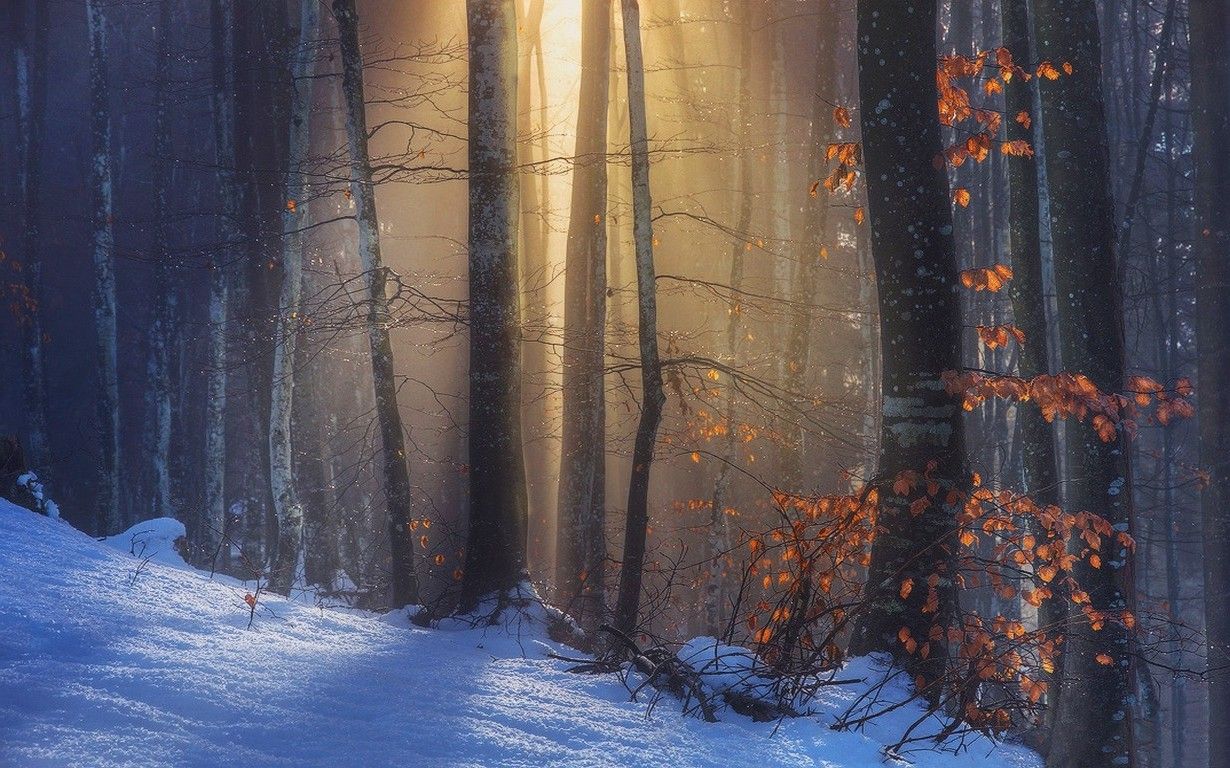 nature, Landscape, Sun Rays, Sunlight, Forest, Fall, Snow, Red