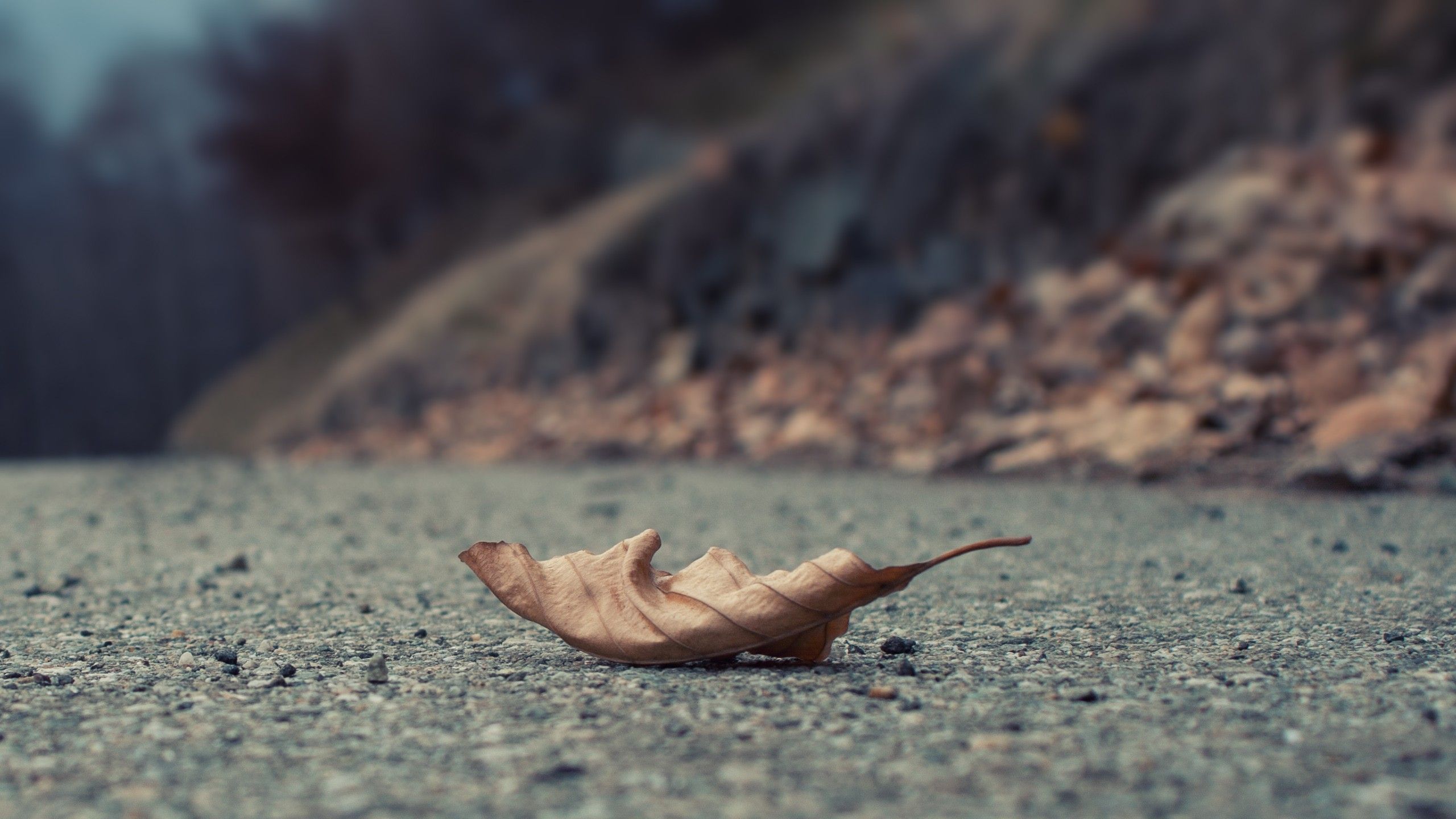 Close Up, Autumn, Leaves, Cold, Roads Wallpaper