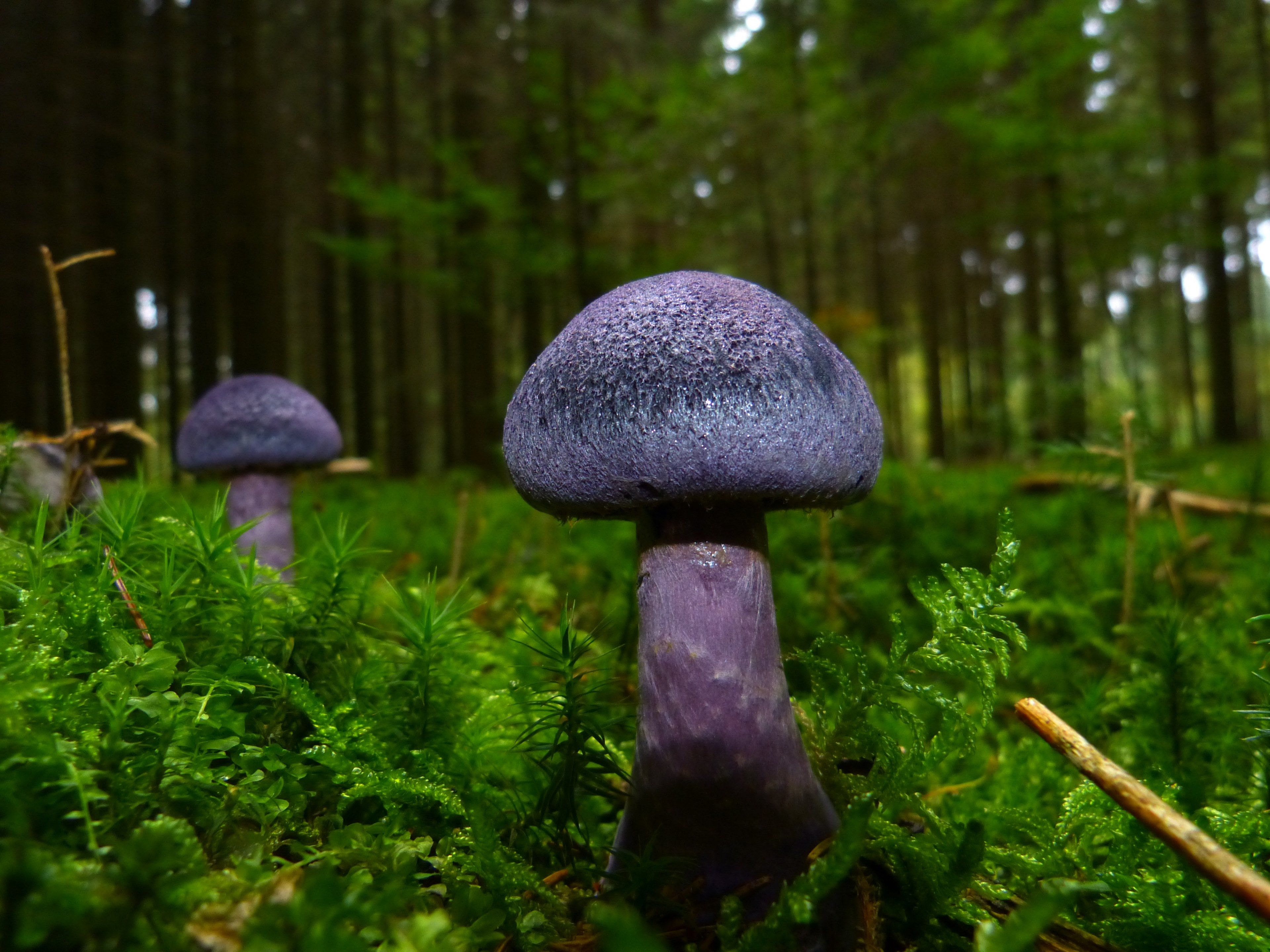 Wallpaper / mushroom autumn violet blue forest floor moss 4k wallpaper free download