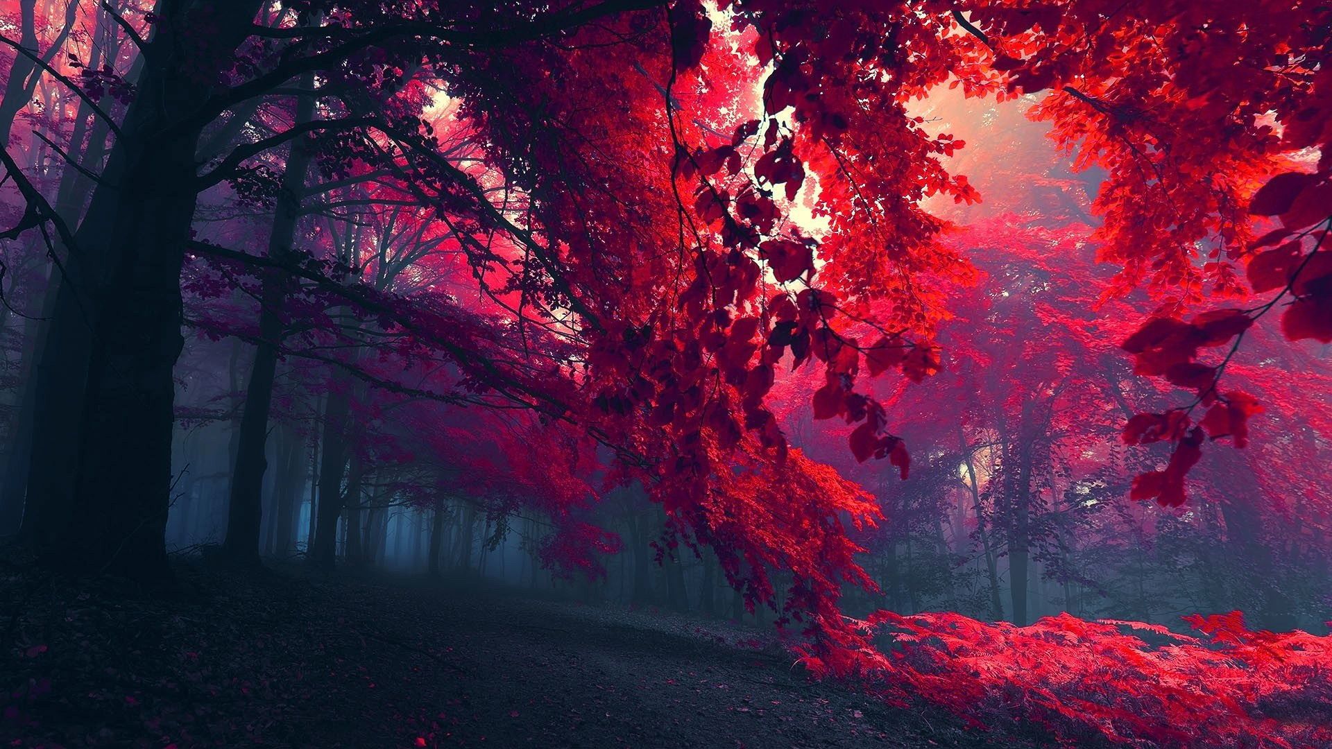 Autumn red foliage Wallpaper