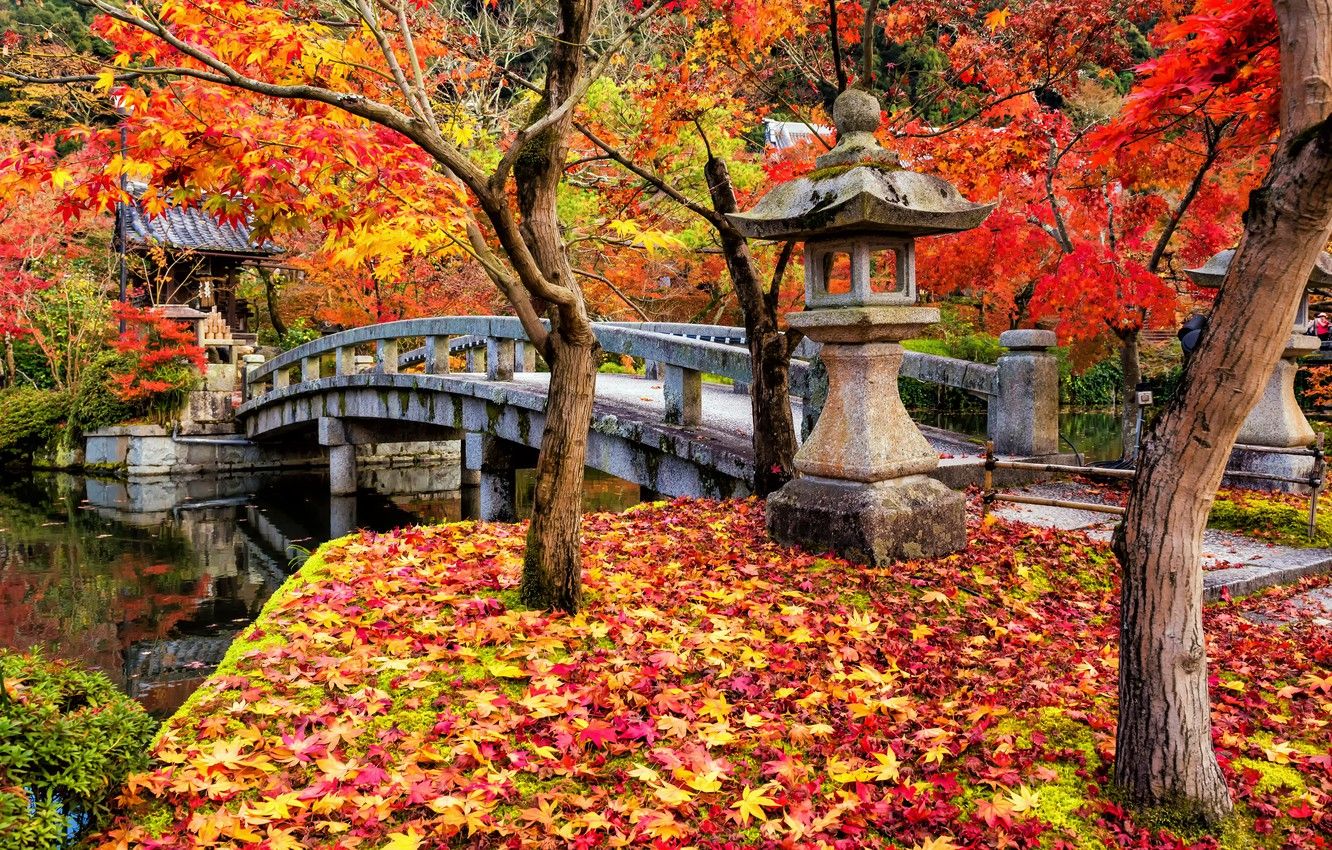 Wallpaper autumn, leaves, trees, Park, colorful, Japan, Japan, maple, Kyoto, landscape, bridge, park, autumn, leaves, tree, Japanese garden image for desktop, section пейзажи