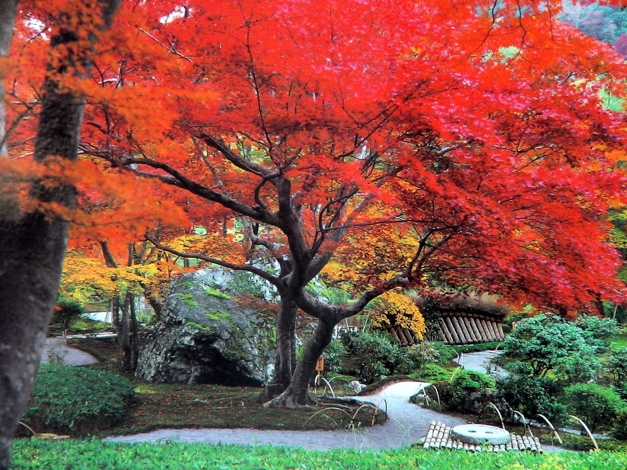Autumn in Japan by Daniele Ruiu. Japanese landscape, Autumn wallpaper hd, Japan