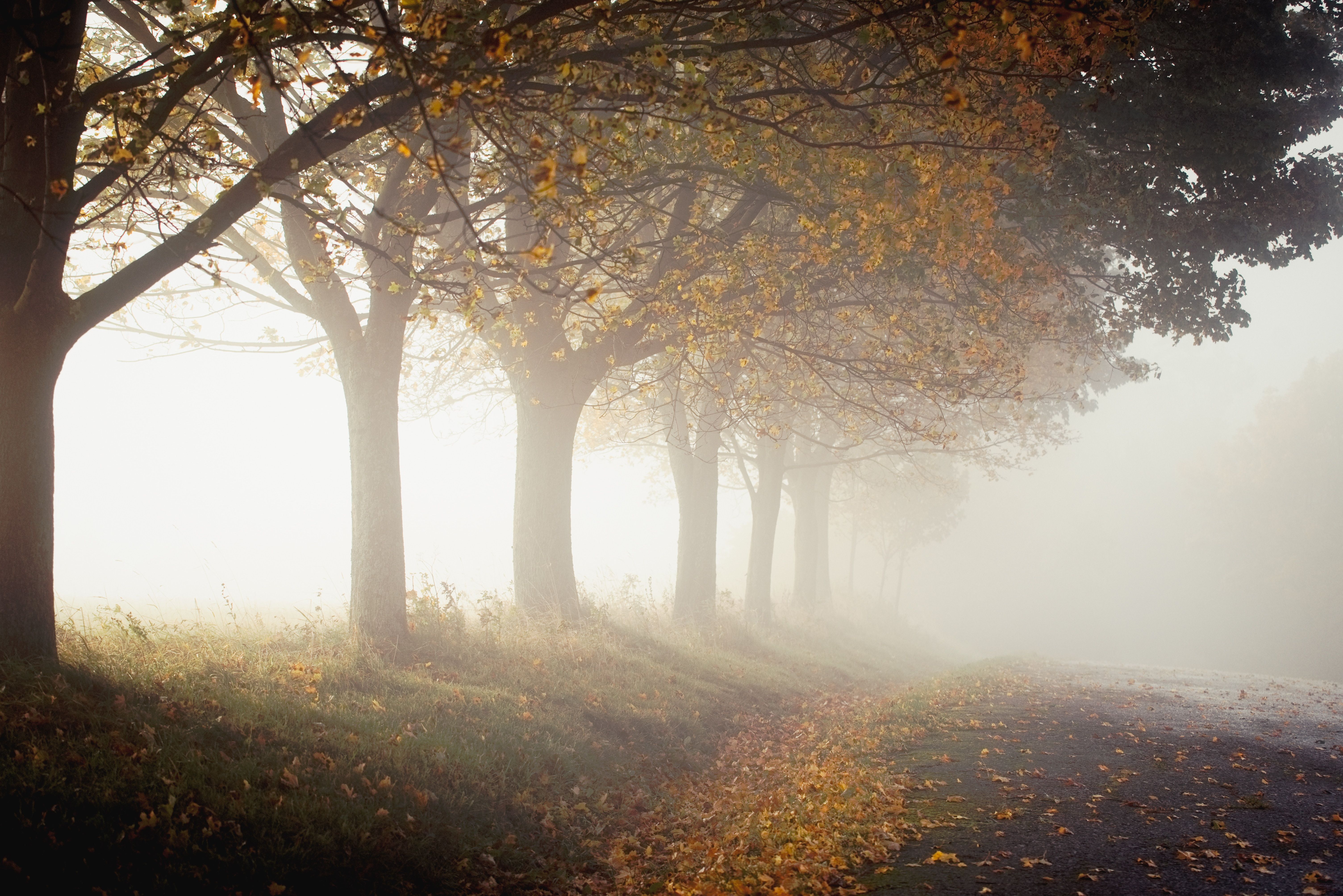 6016x4016 #road, #nature, #street, #tree, #leaf, #cold