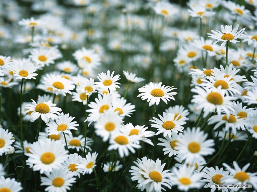 Daisy Wallpaper