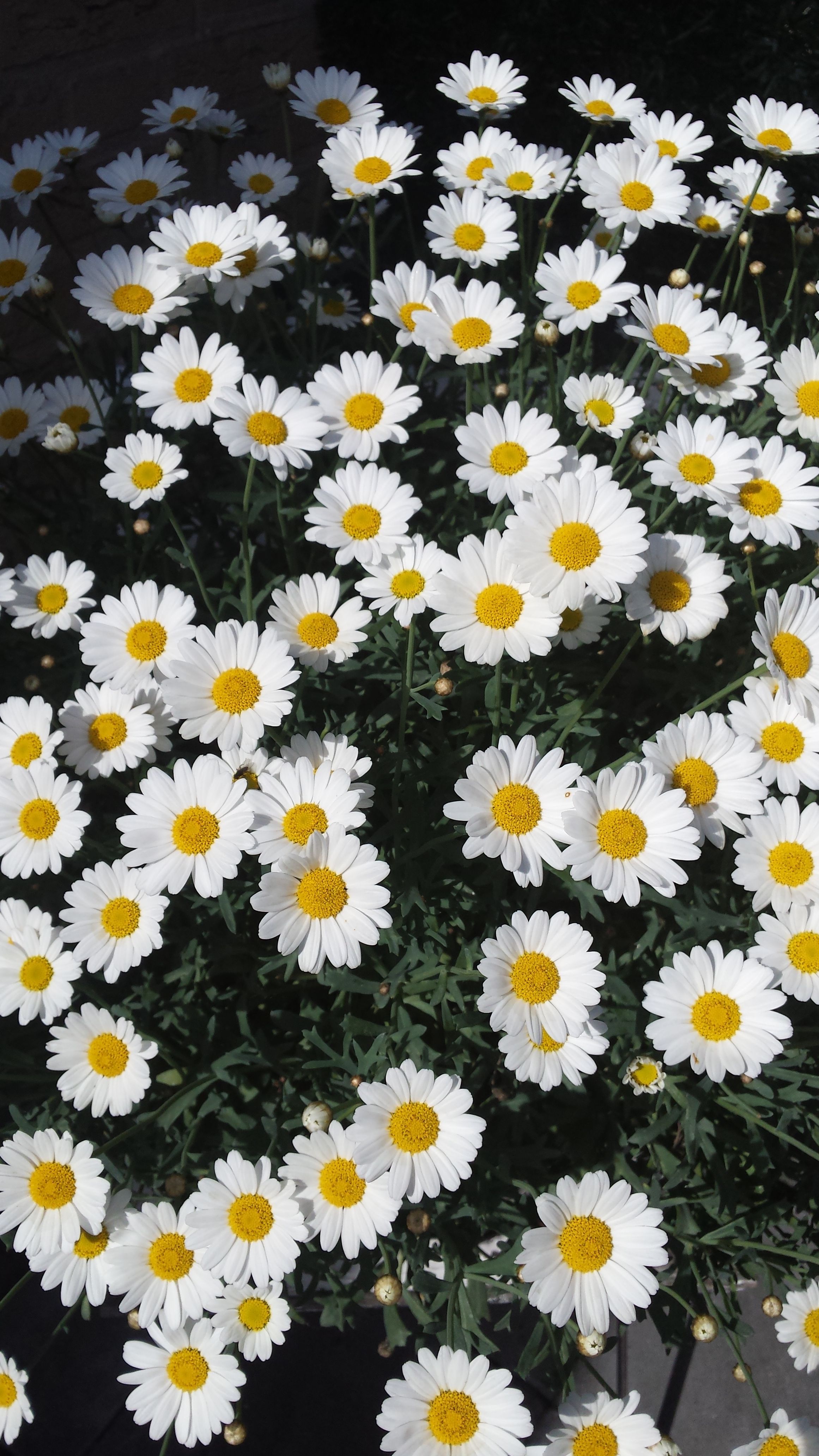 Daises Wallpapers - Wallpaper Cave