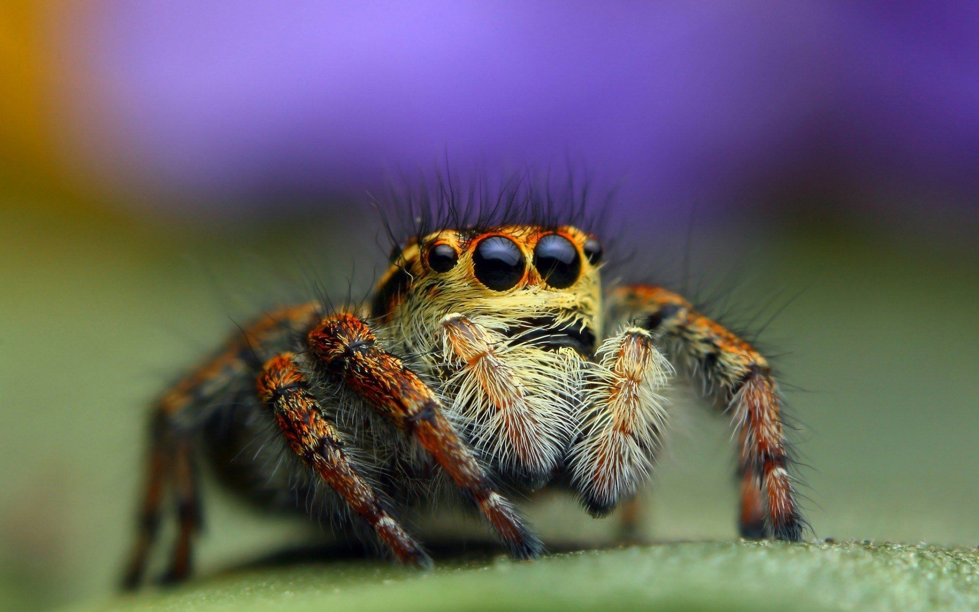 Jumping Spider HD Wallpaper and Background Image