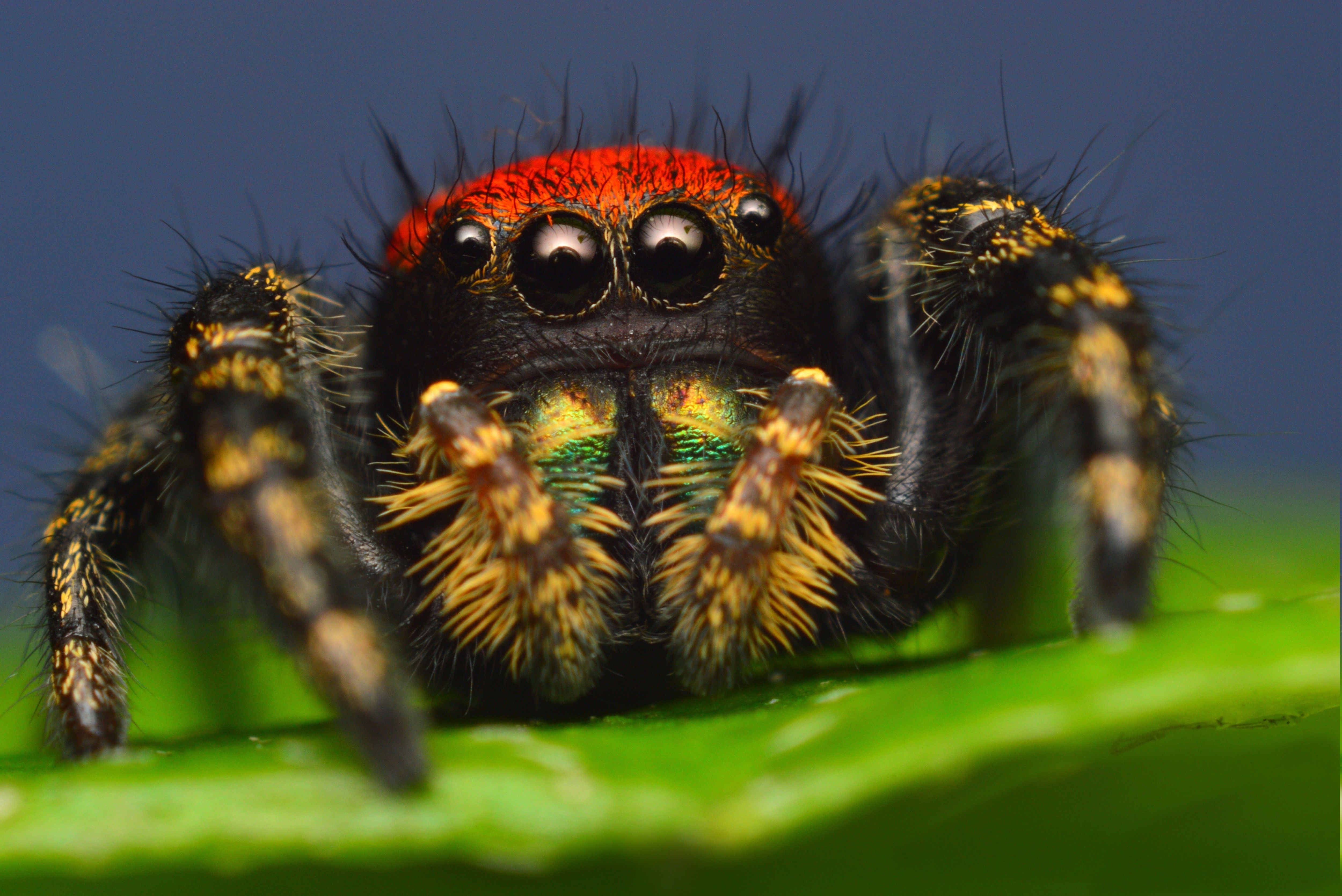 macro, Animals, Spider Wallpaper HD / Desktop and Mobile Background