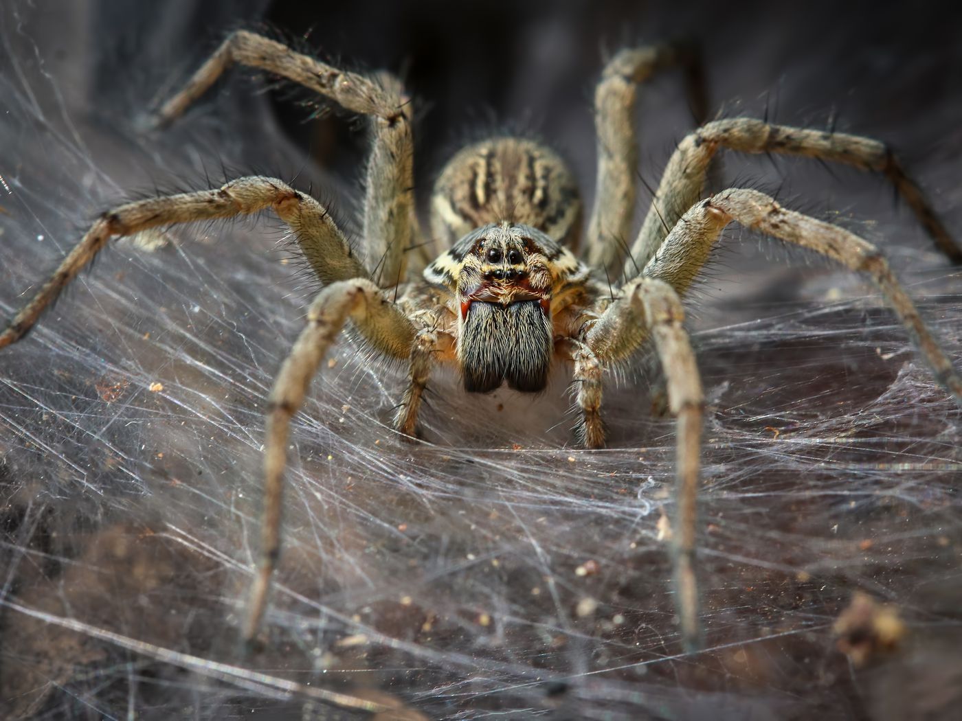 The Verge Review of Animals: spiders