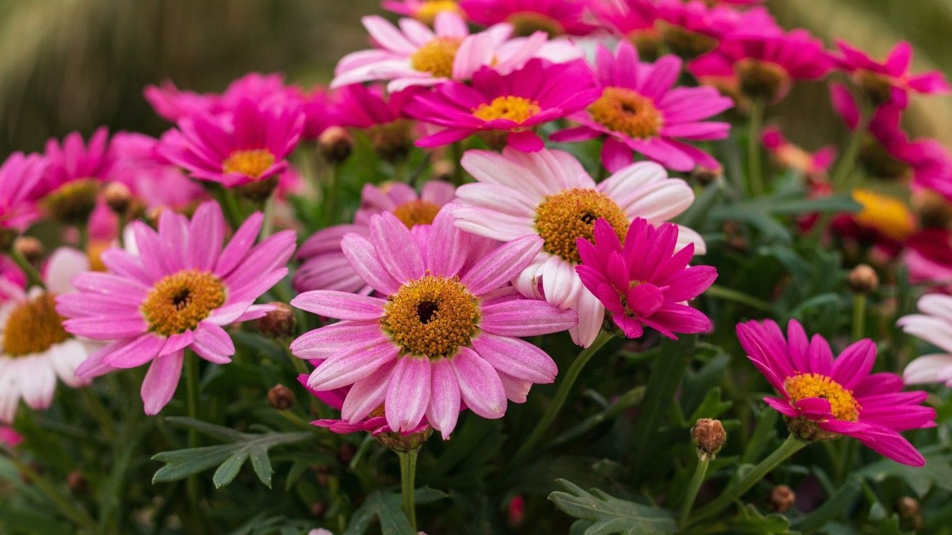 Download 1366x768 Colorful Daisies, Garden, Petals Wallpaper for Laptop, Notebook