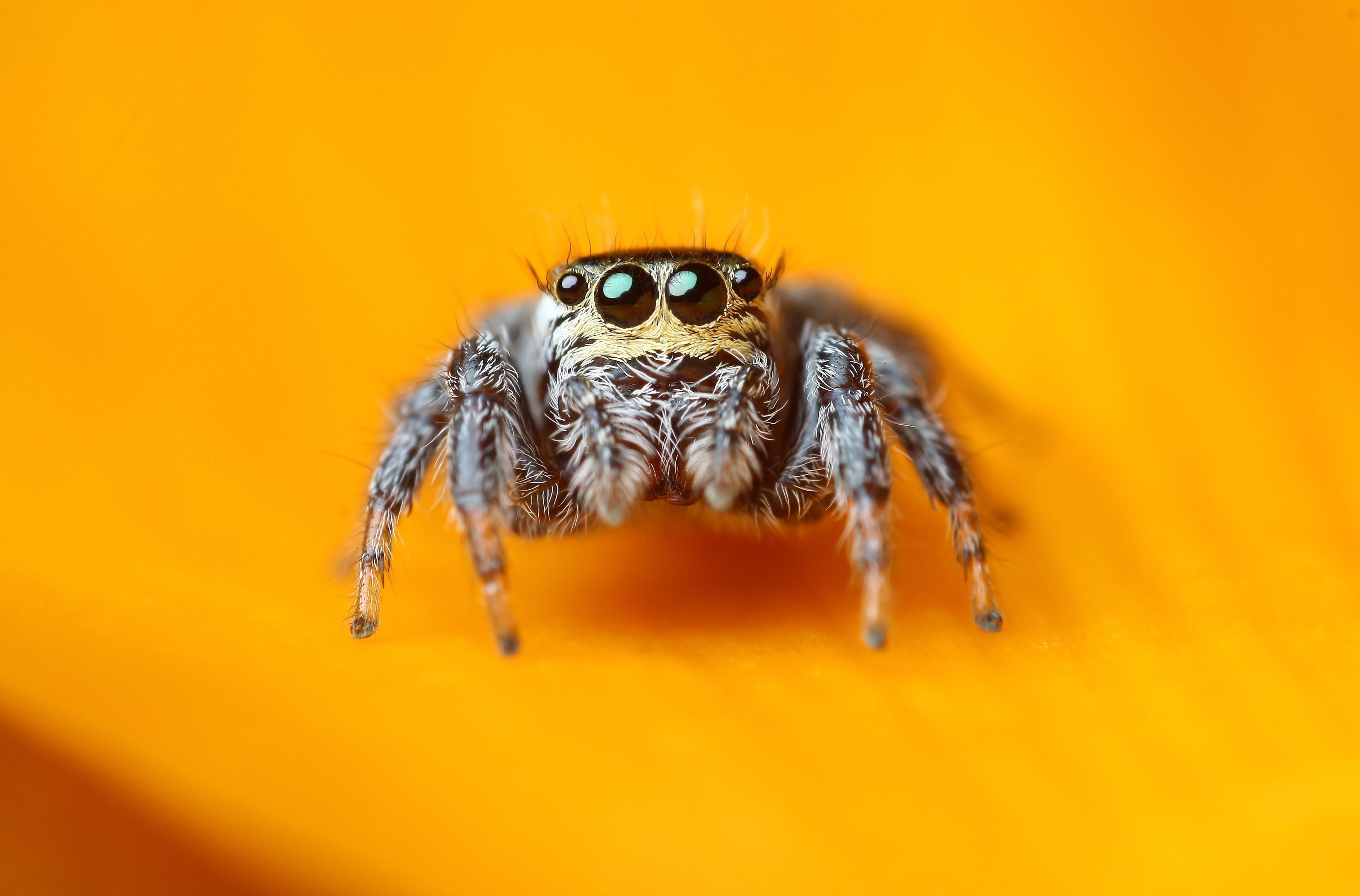 jumping spider 4k high quality image. Jumping spider, Animals, Insects