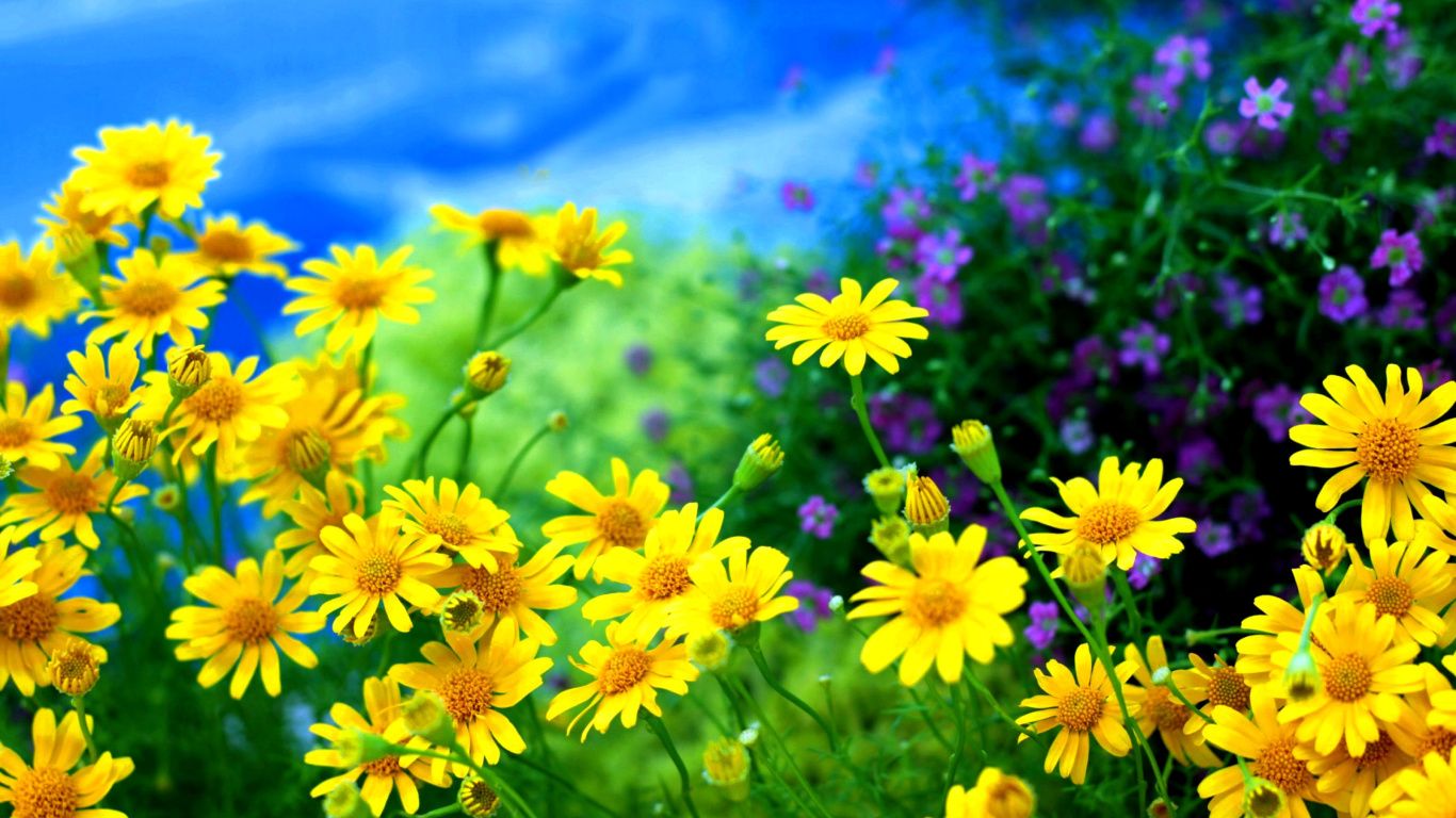 Yellow Daisies Desktop Background