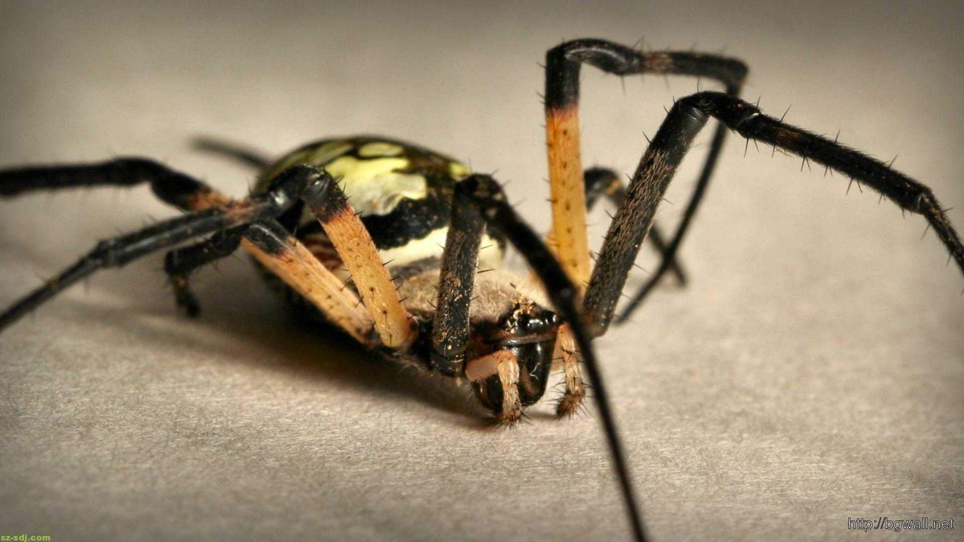 Animals Spider Wallpaper Image