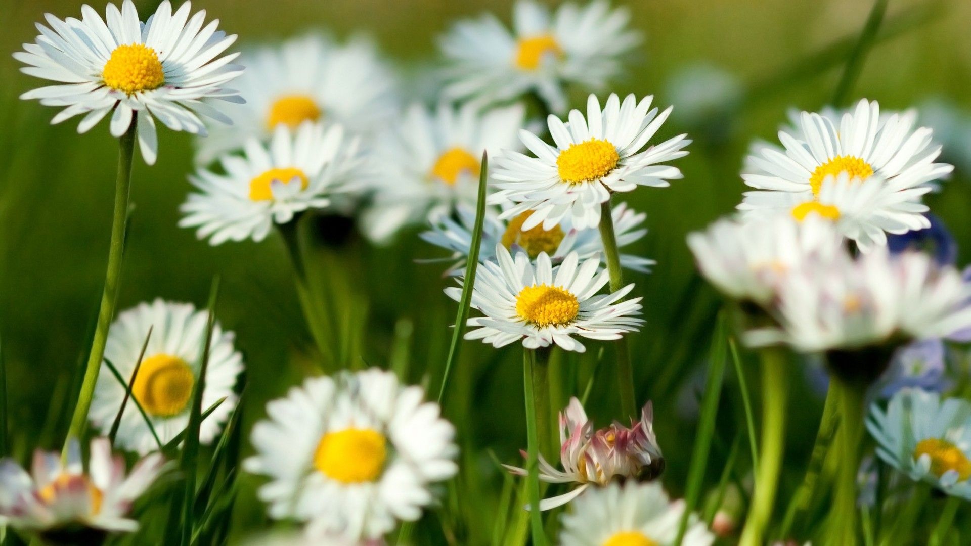 Download 1920x1080 Daisies, Blurry, Plants, Close Up Wallpaper For Widescreen