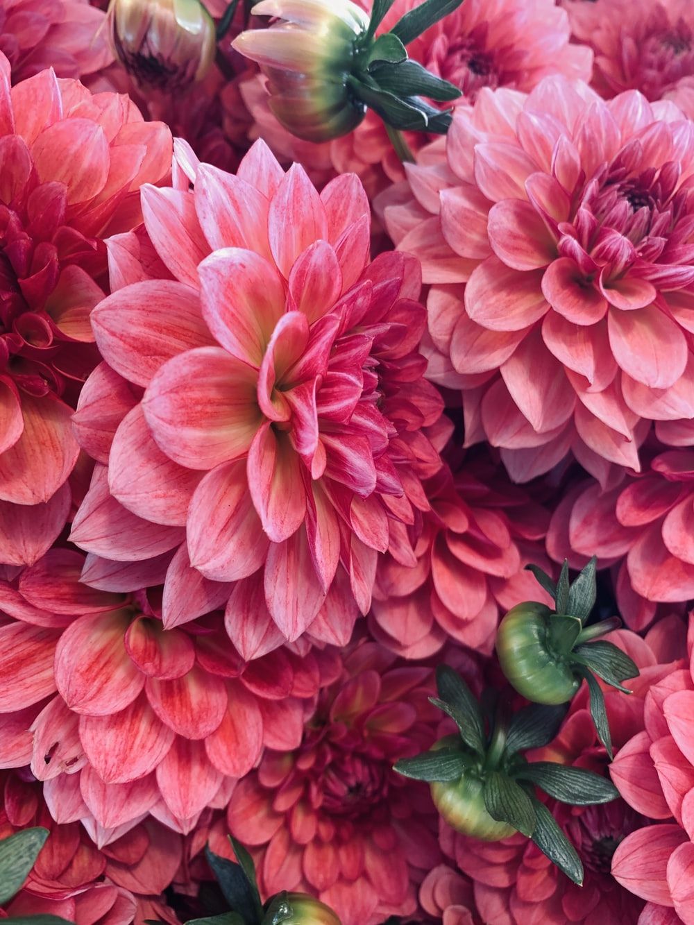 550 Dahlia Pictures  Download Free Images on Unsplash