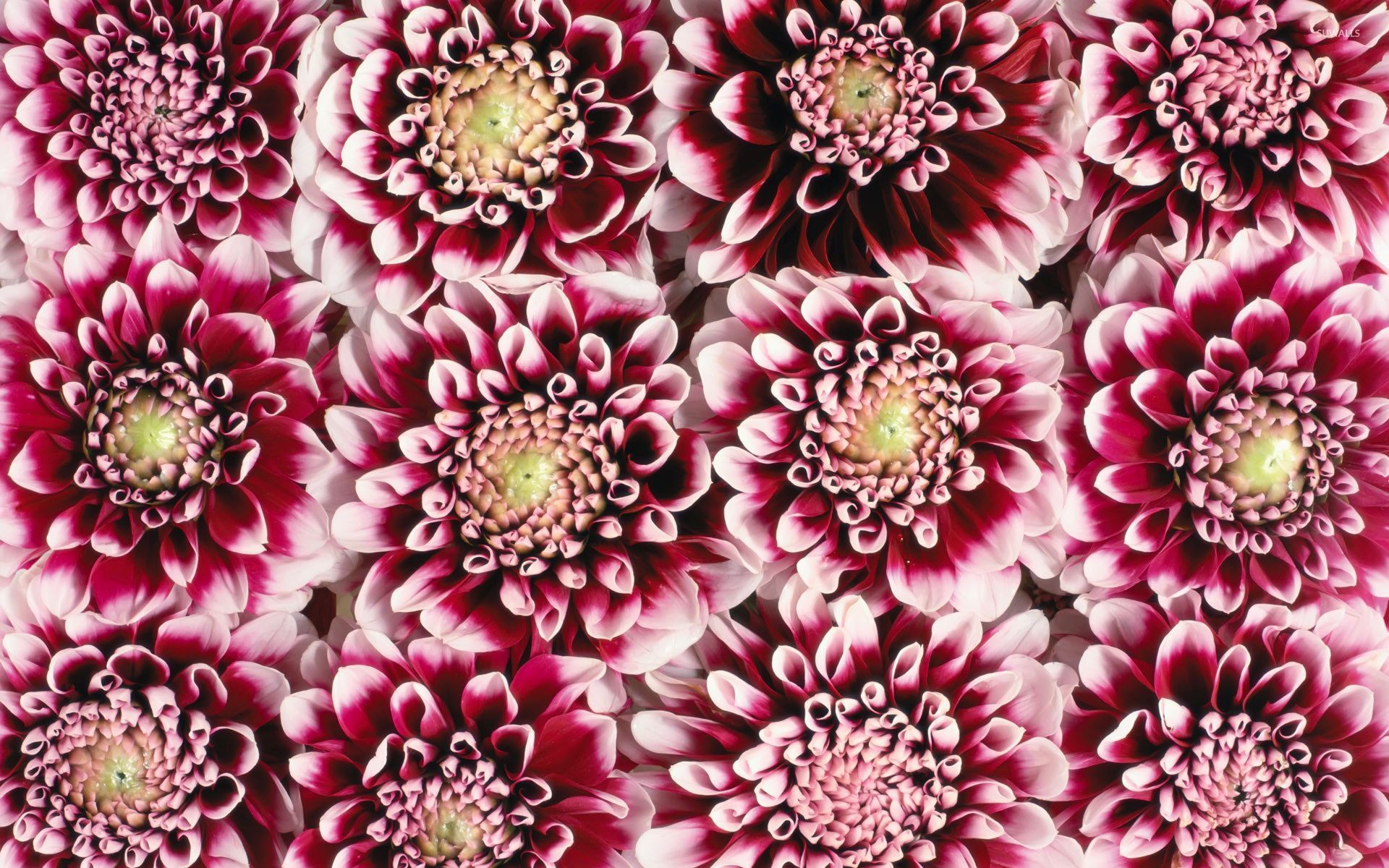 Red and pink dahlias wallpaper wallpaper