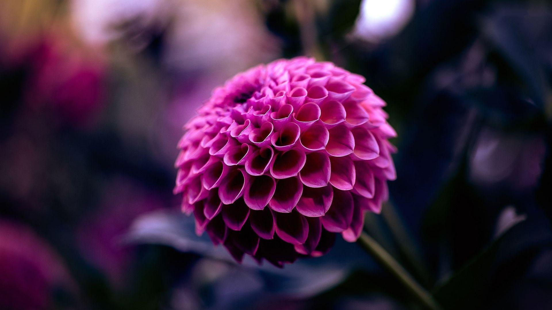 Dahlias Wallpapers - Wallpaper Cave