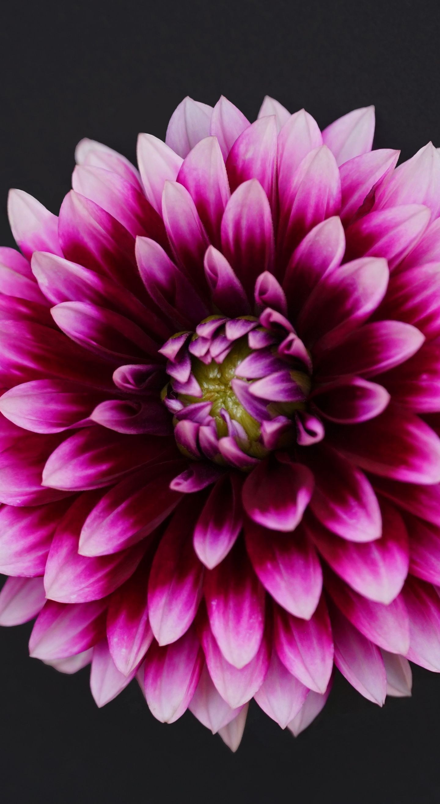 Dahlias Wallpapers - Wallpaper Cave