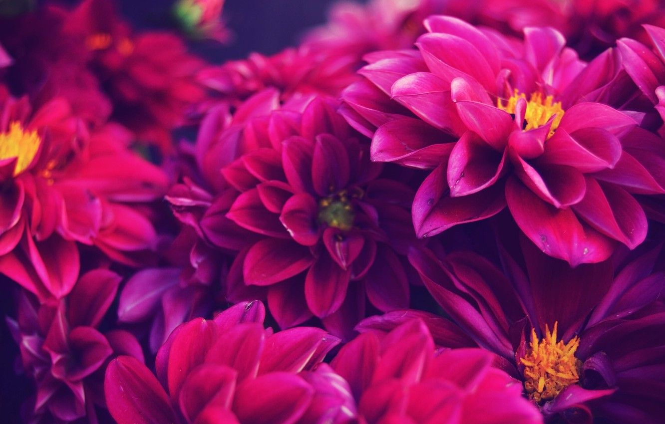 Dahlias Wallpapers - Wallpaper Cave