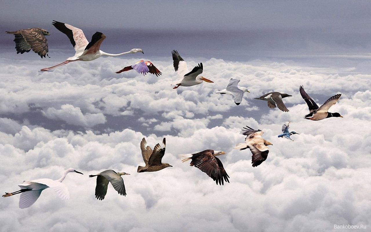 Mixed Flock. Lee's Birdwatching Adventures Plus. Bird migration