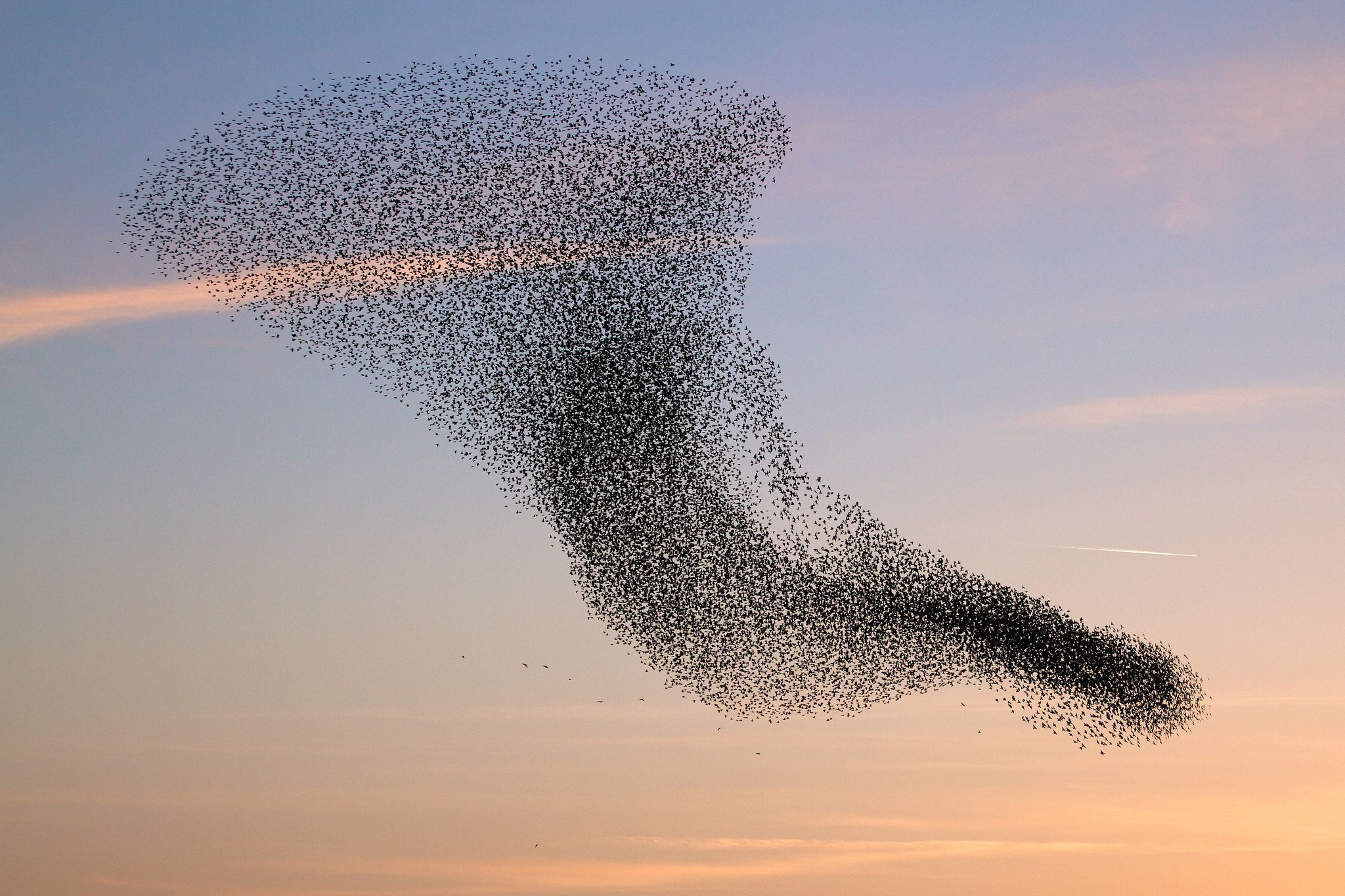 Download wallpaper Birds, flock, swarm, vortex free desktop