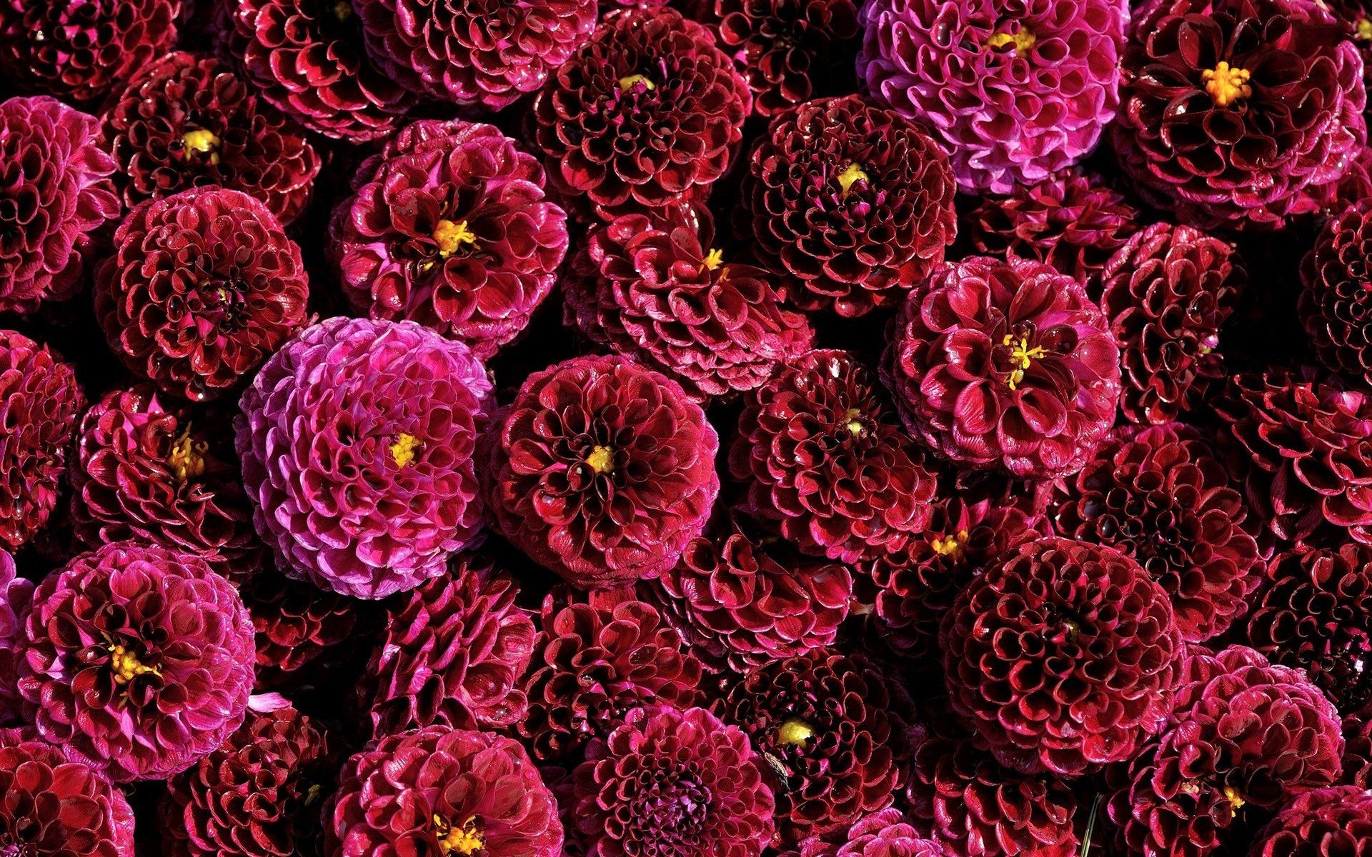 Dahlias Wallpapers - Wallpaper Cave