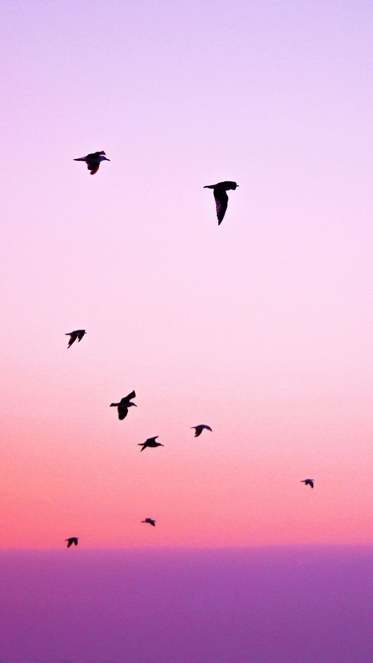 iPhone Wallpaper. Sky, Pink, Bird, Flock, Bird migration, Wing