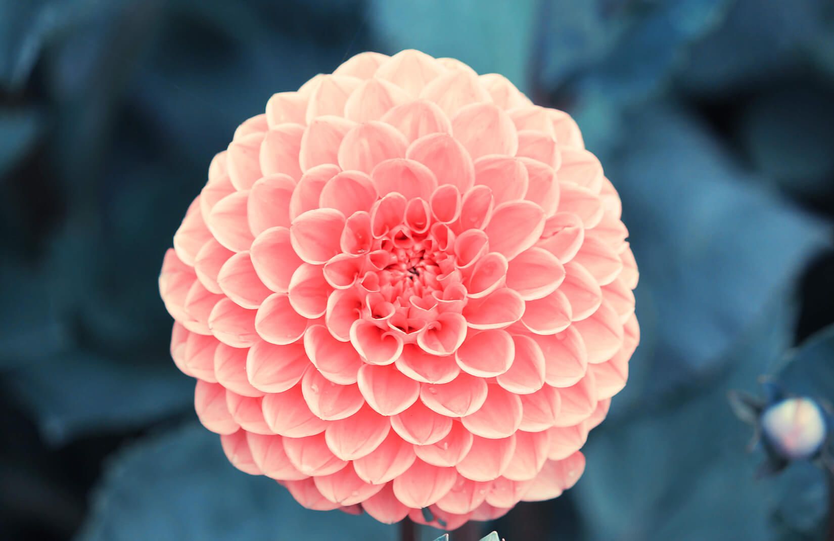 Ball Dahlia Wallpaper Mural