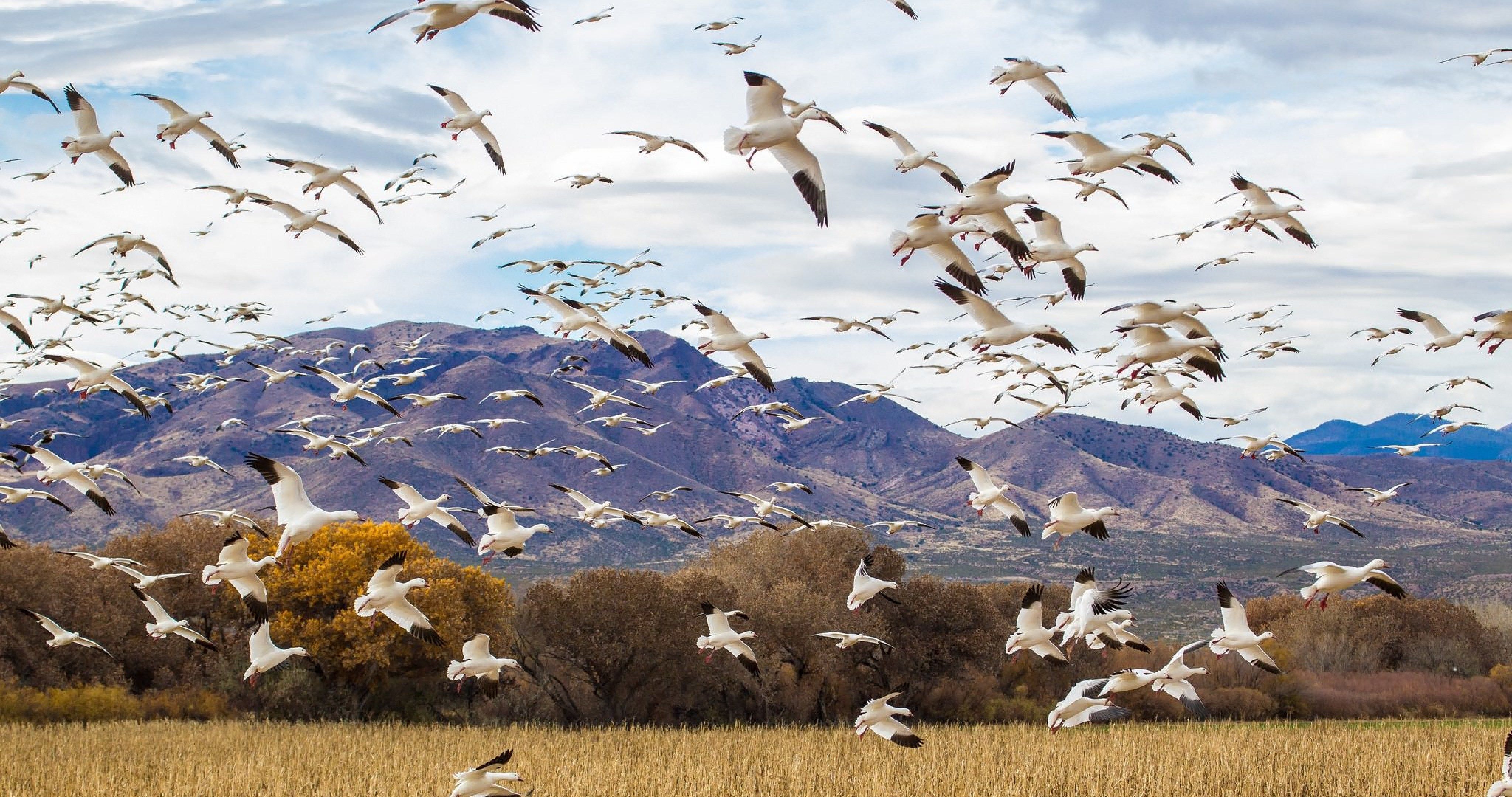birds flock goose 4k ultra HD wallpaper. Flock of birds