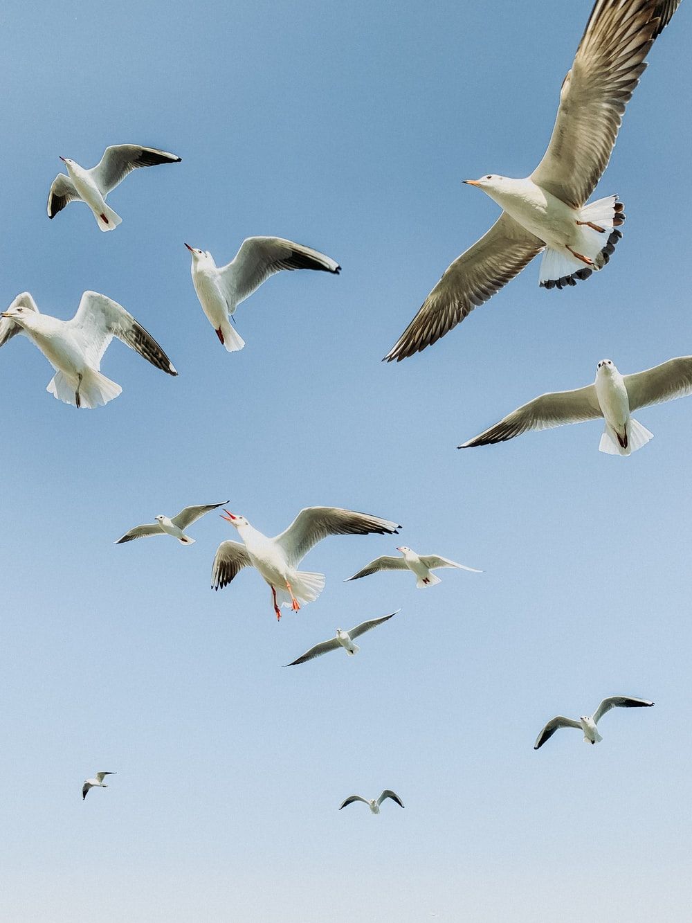 Flock Of Bird Picture. Download Free Image