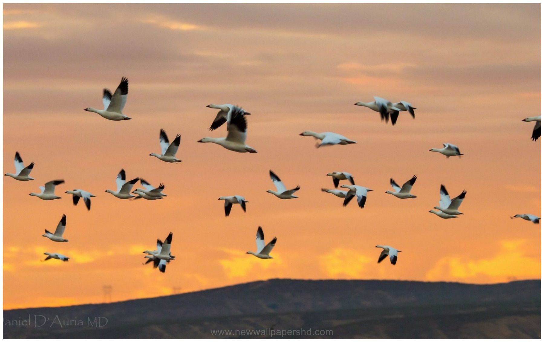 FLOCK OF BIRDS FLYING HD WALLPAPER HD Wallpaper