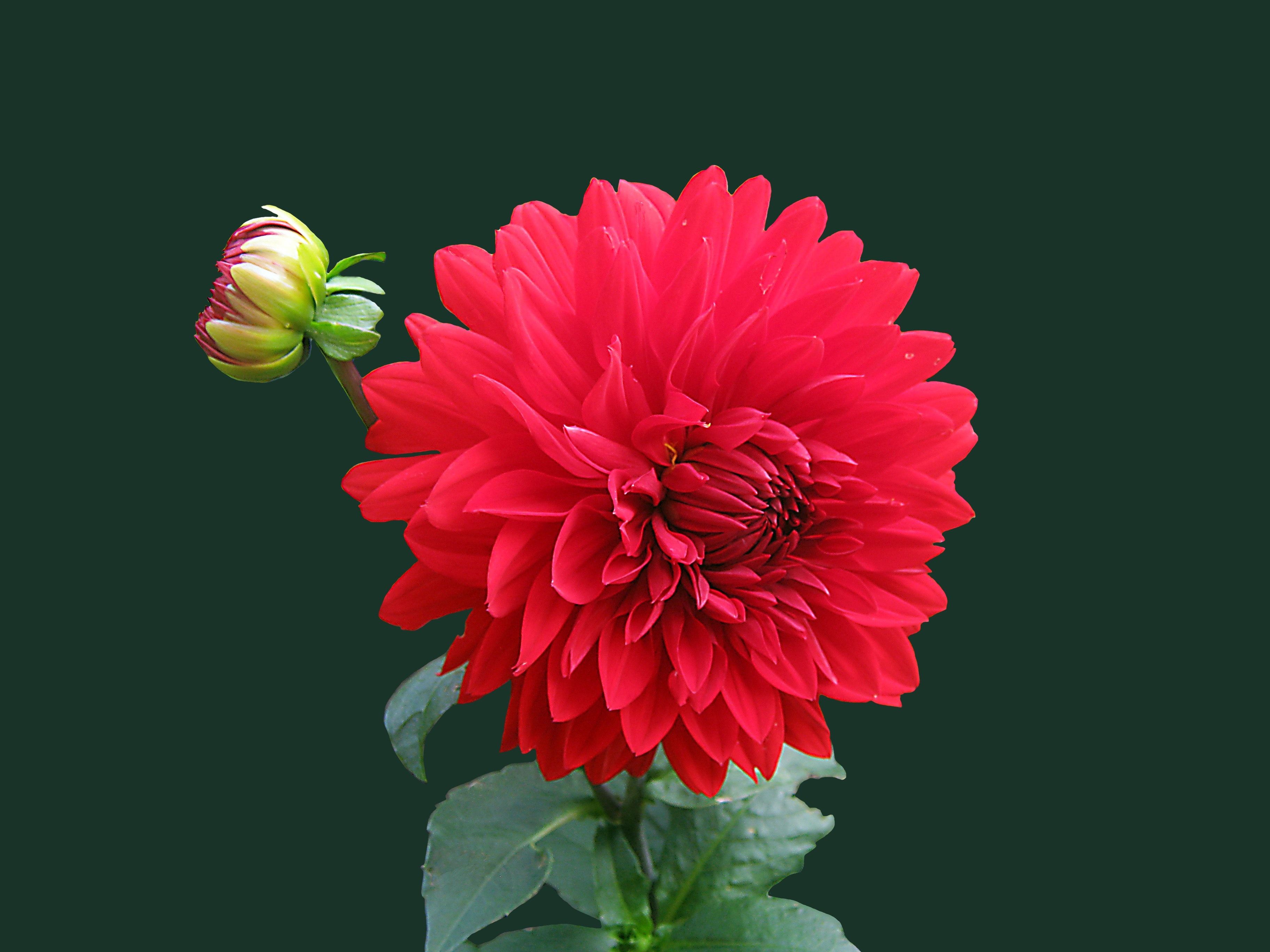 Red Dahlia Flower · Free