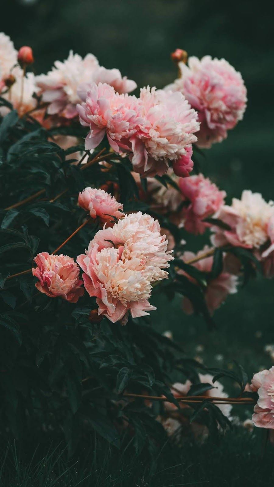 Dahlia. Flower background wallpaper, Flower wallpaper, Good vibes