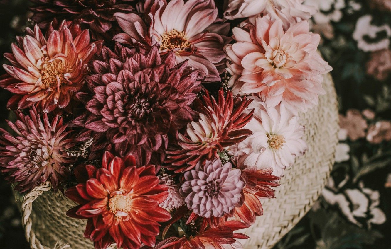 Dahlias Wallpapers - Wallpaper Cave