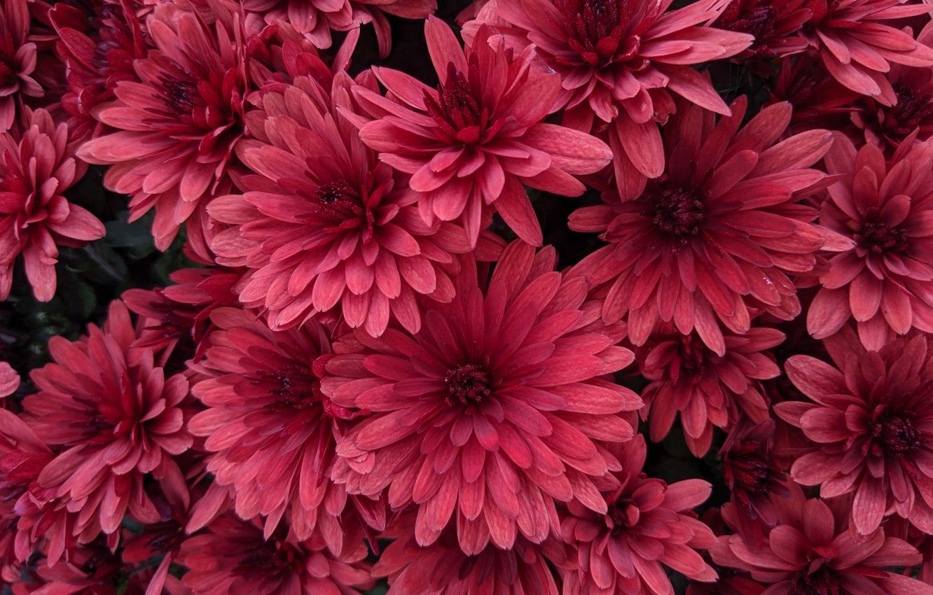 Dahlias Wallpapers - Wallpaper Cave