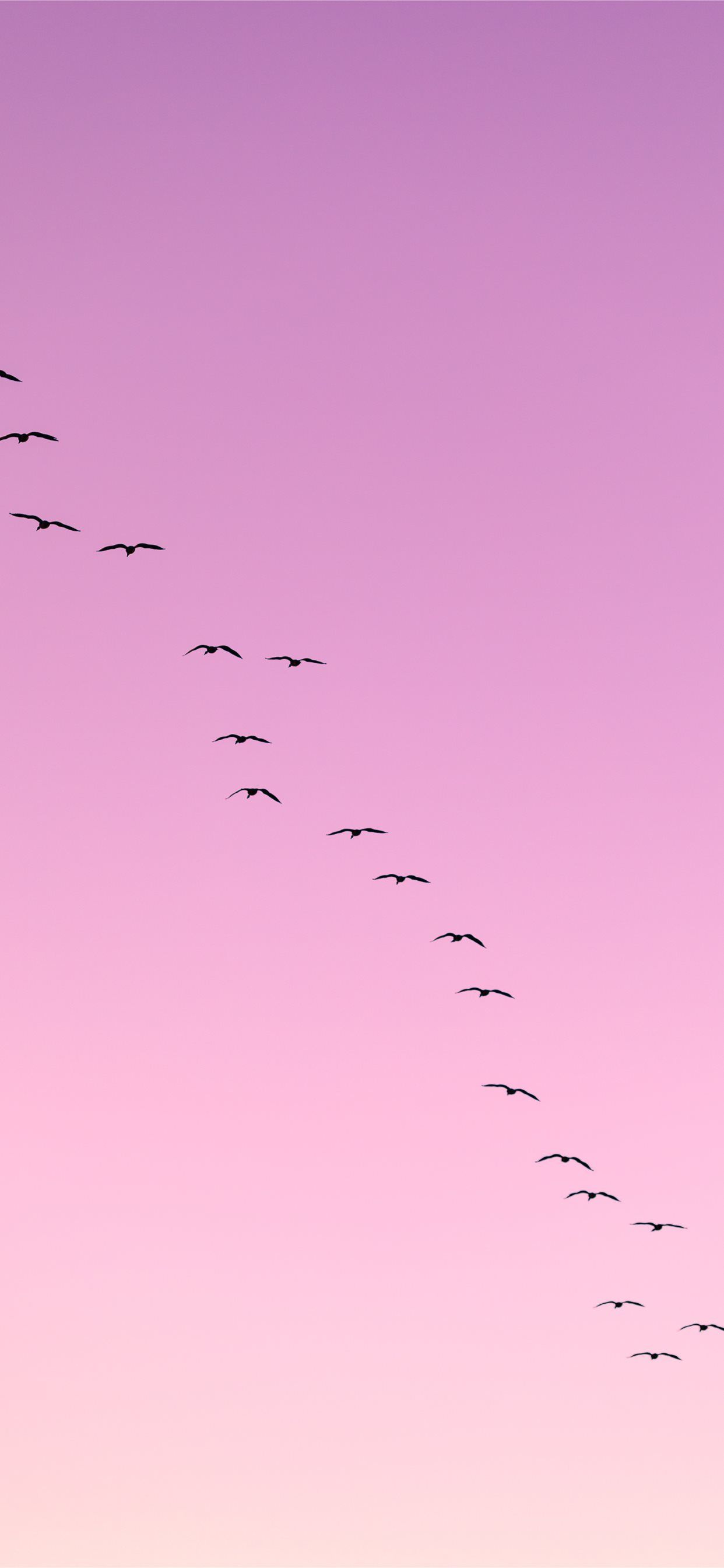 flock of birds flying iPhone 11 Wallpaper Free Download