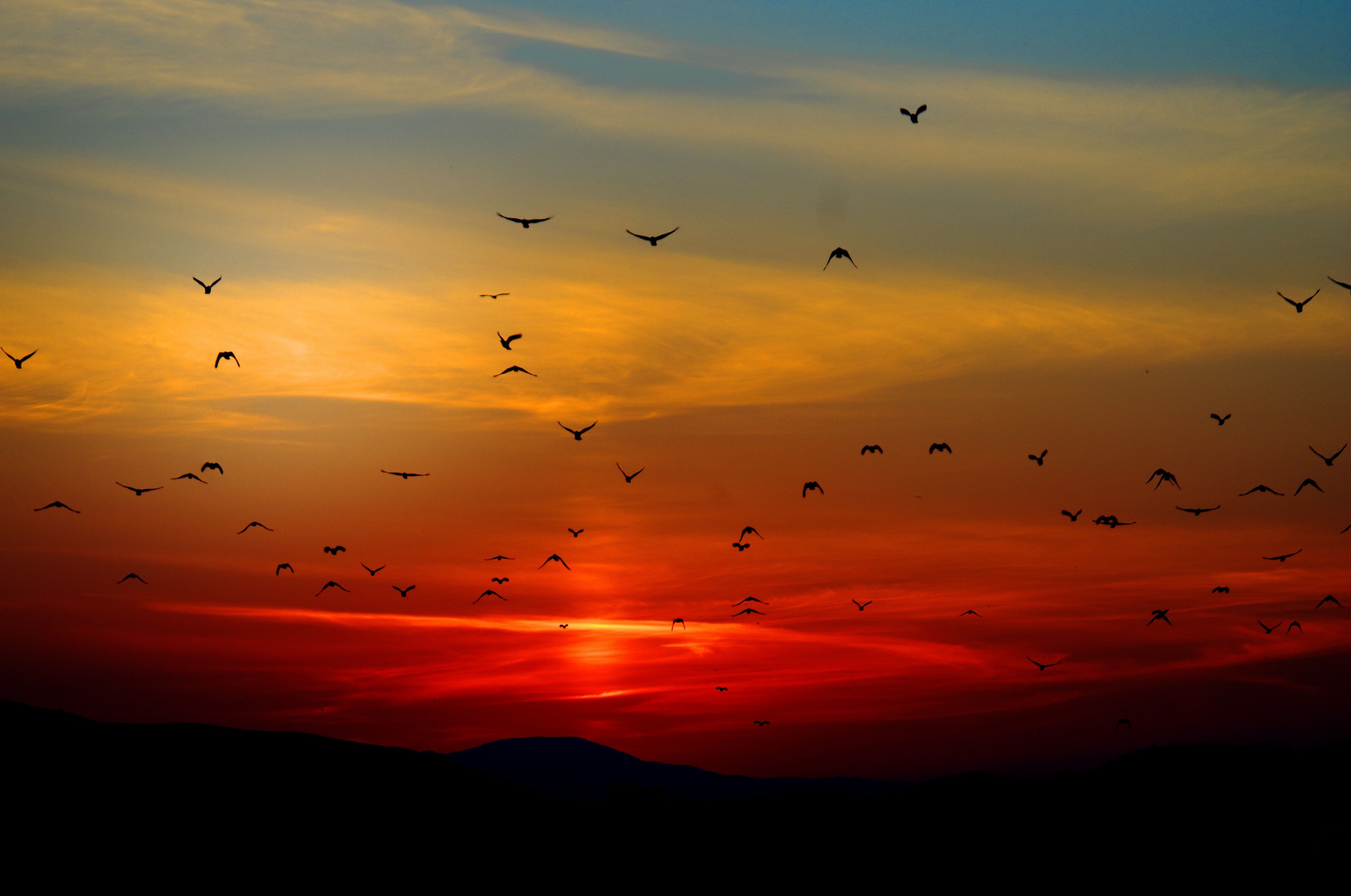 Flock of Birds Flying Above the Mountain during Sunset · Free