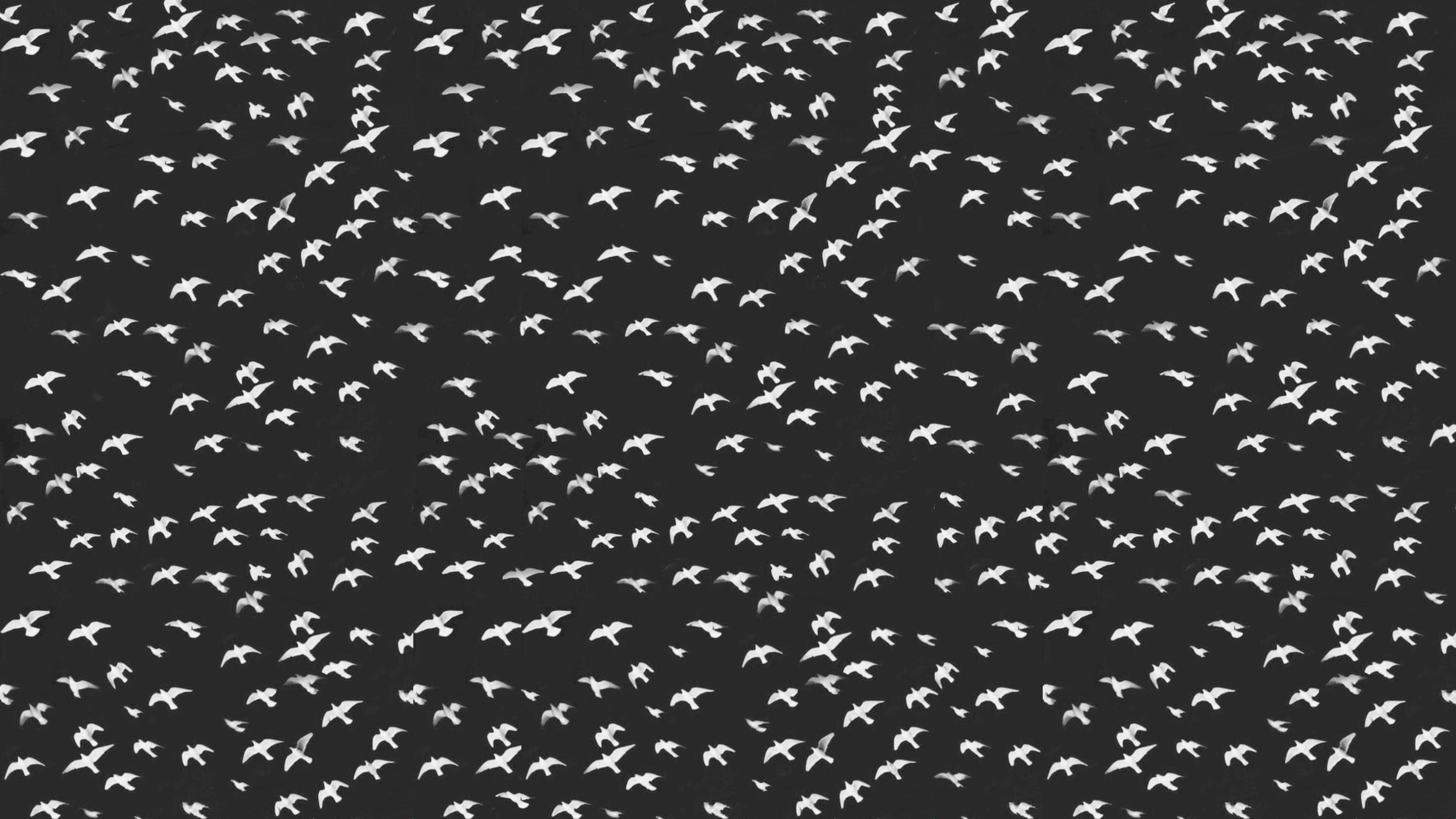 Flock of Birds (3840x2160)