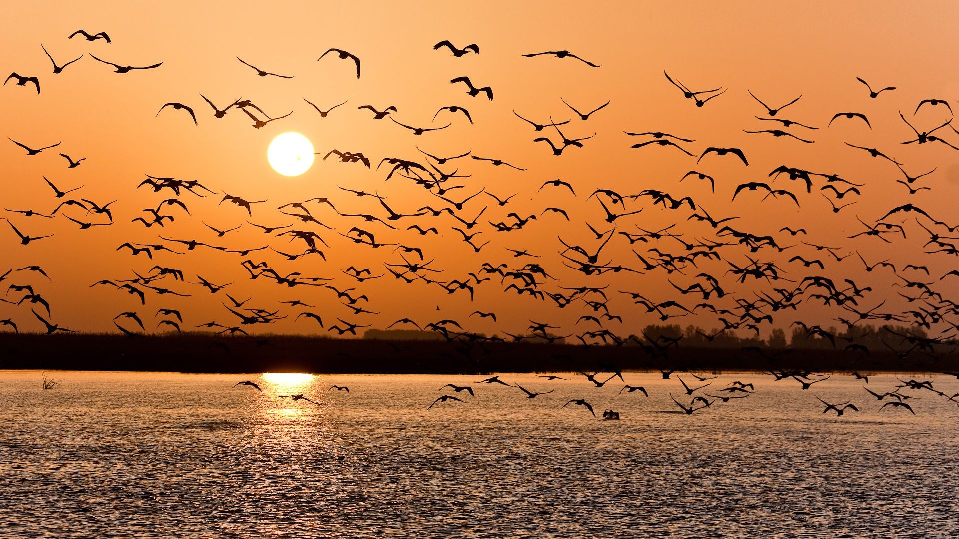 Free photo: Birds at Sunset, Bird, Nature Download
