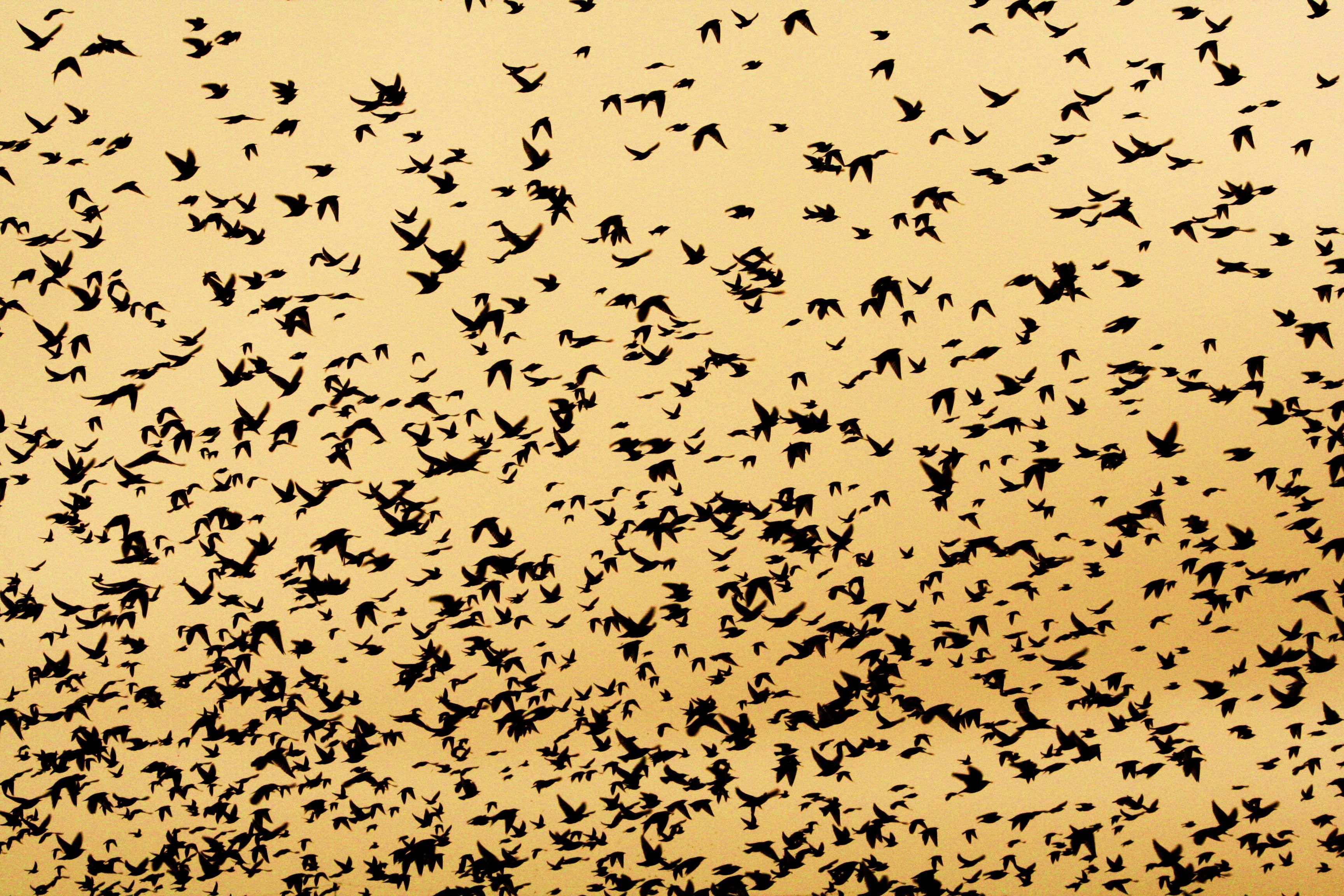 birds flock skyscapes starling 3456x2304 wallpaper High Quality